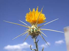 Yellow Starthistle – Utah Weed Control ...
