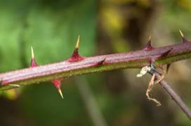 Wild Blackberry: The Next-to-Worst Weed | SF Bay Gardening