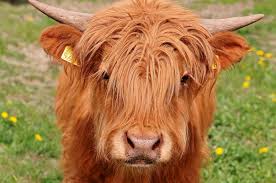 Highland Cattle | Phillips Park Zoo