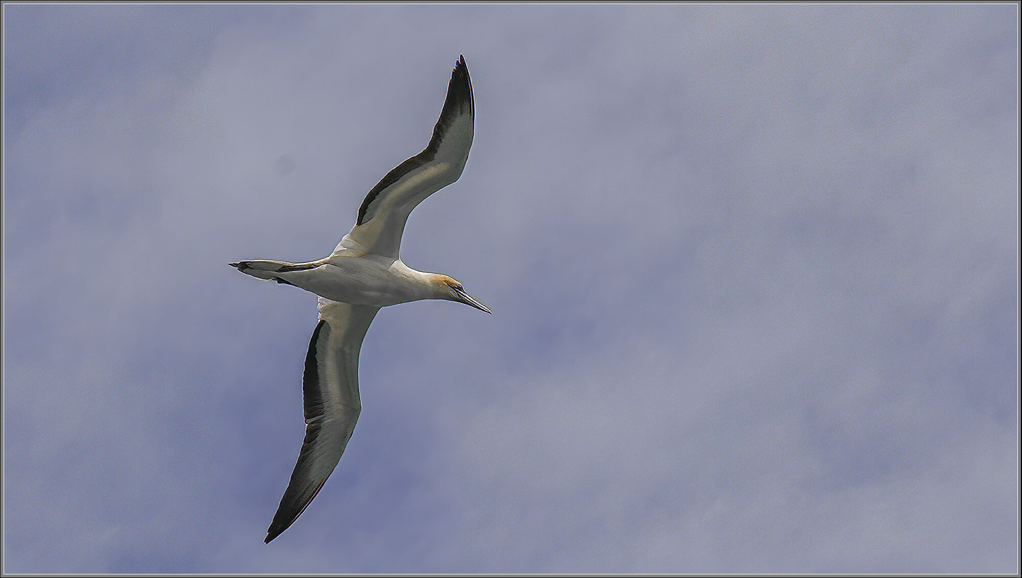 Australasian Gannet, Bay of Islands, New Zealand