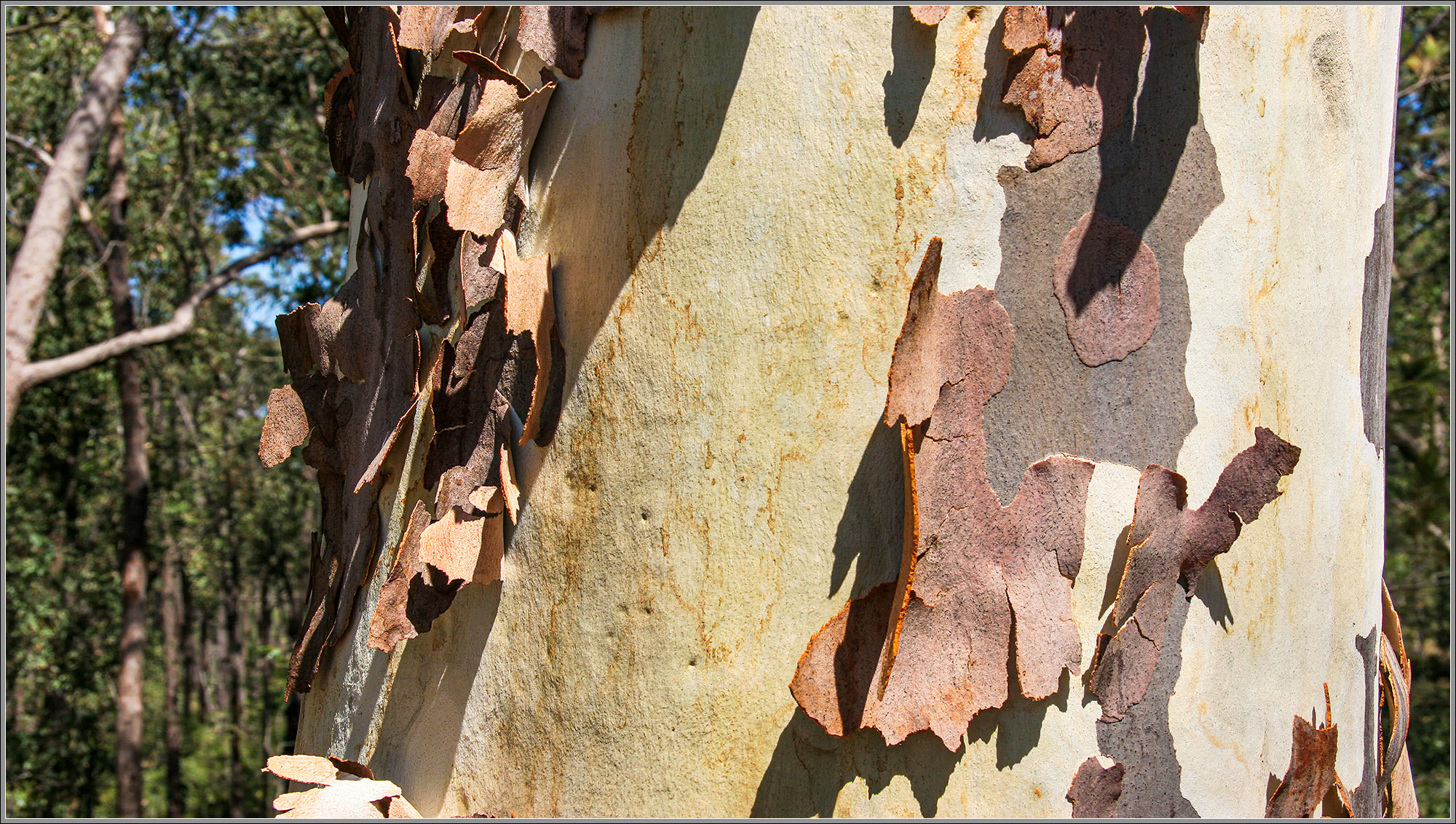 Eucalypt shedding bark