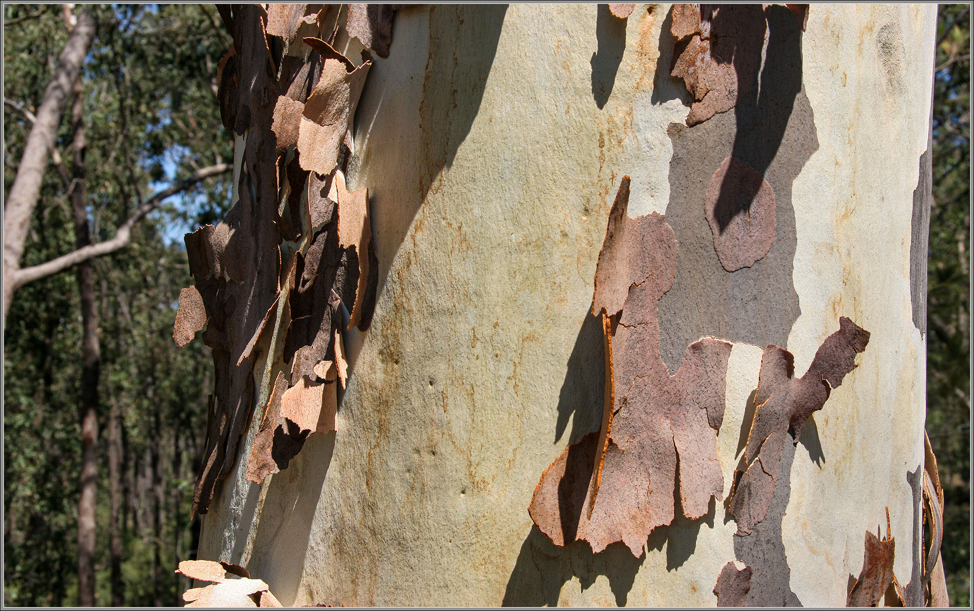 Eucalypt shedding bark.