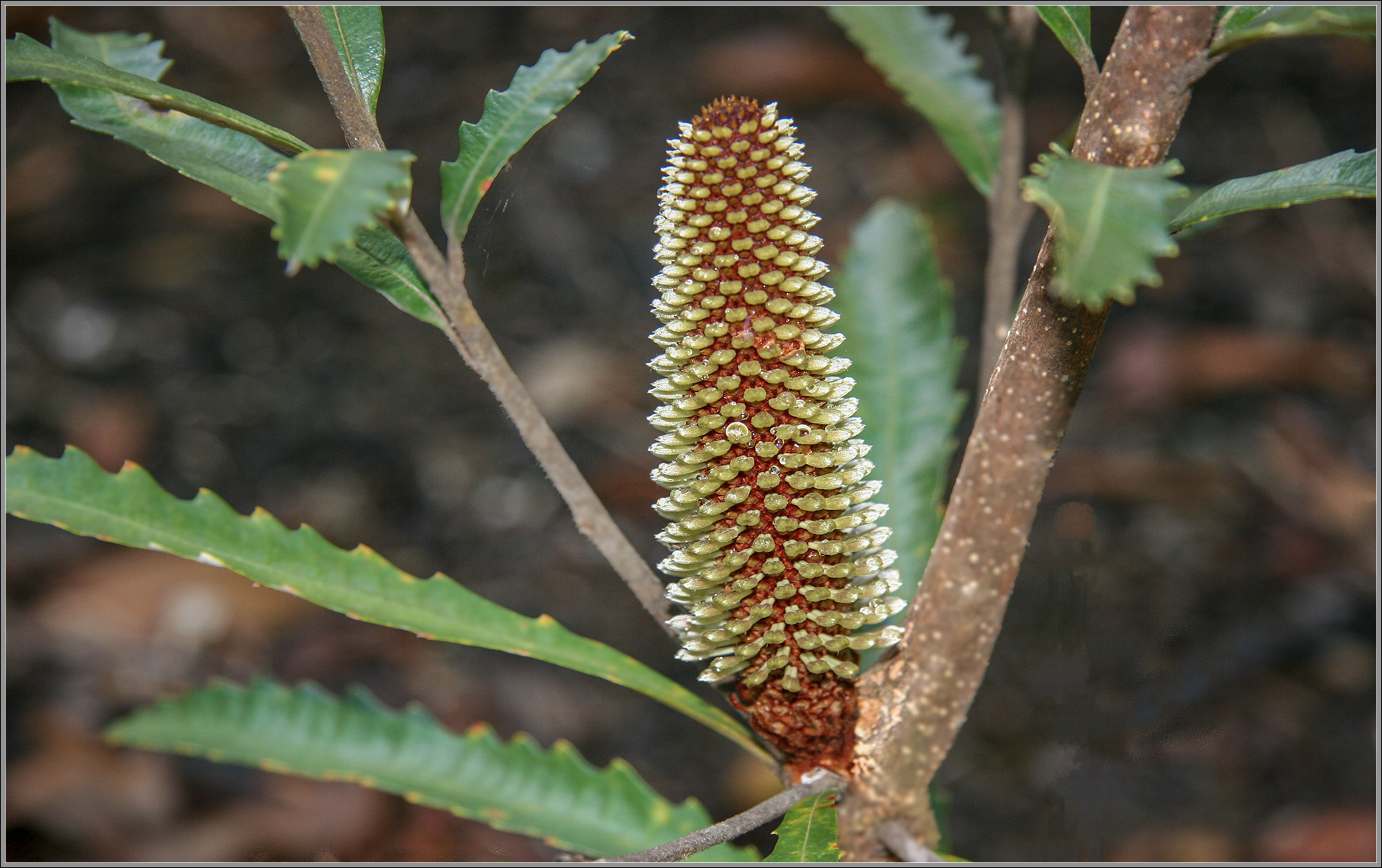 Swamp Banksia : Banksia robur