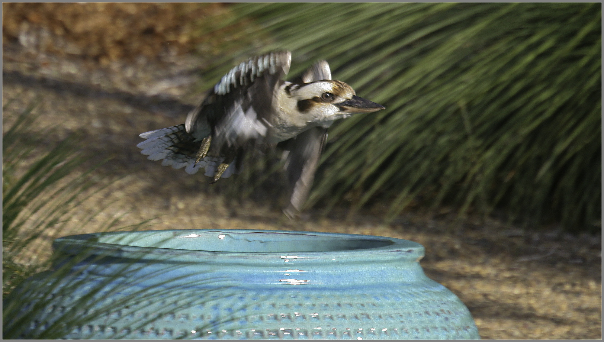 Kookaburra take-off