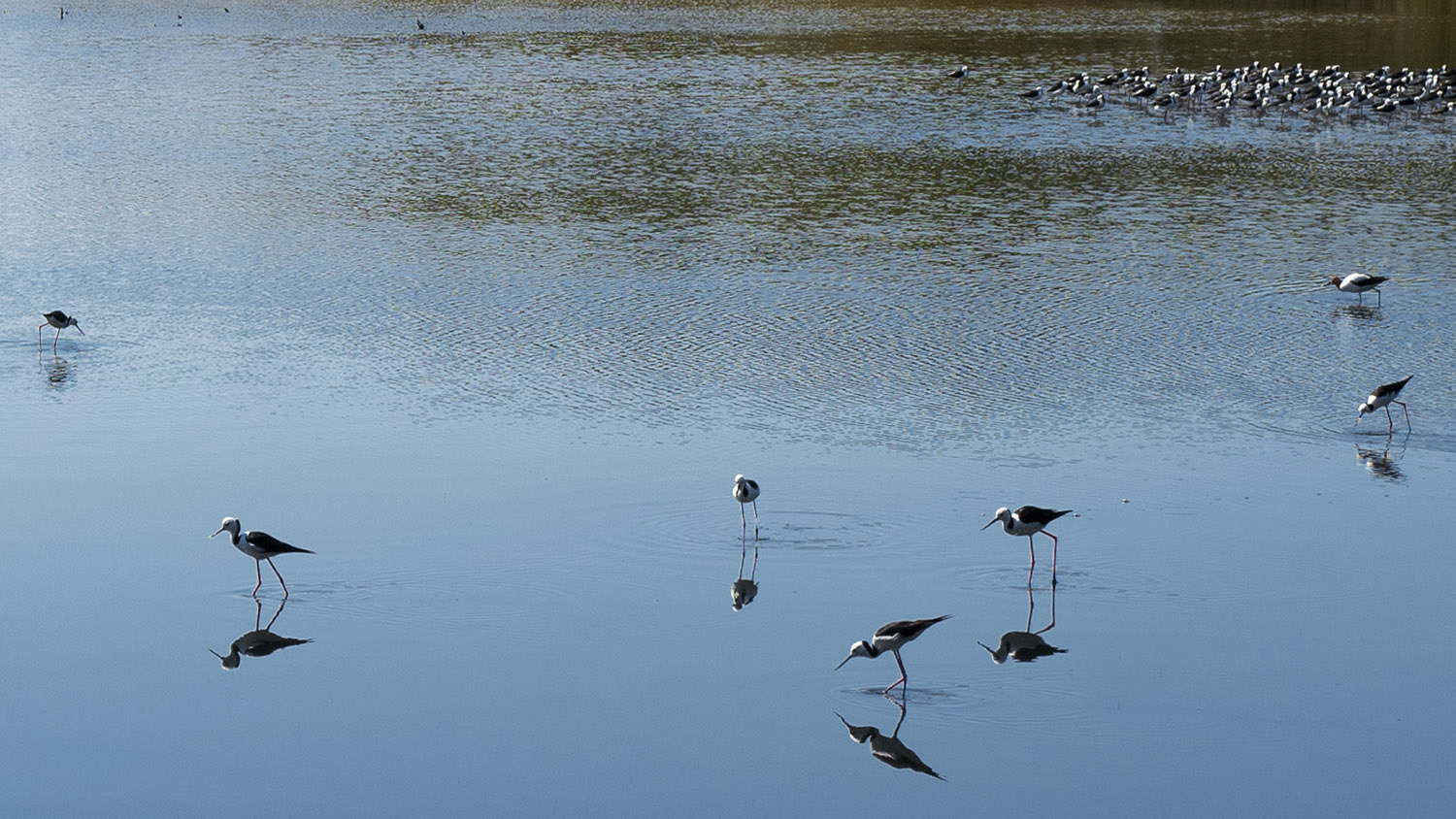 Black-winged Stilts : Nudgee Wetlands