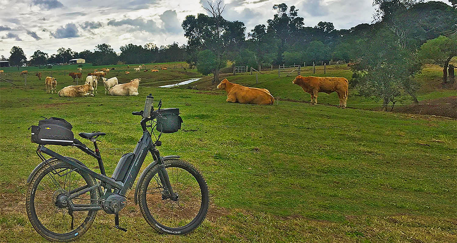 2019_07_08_cows_bb.jpg