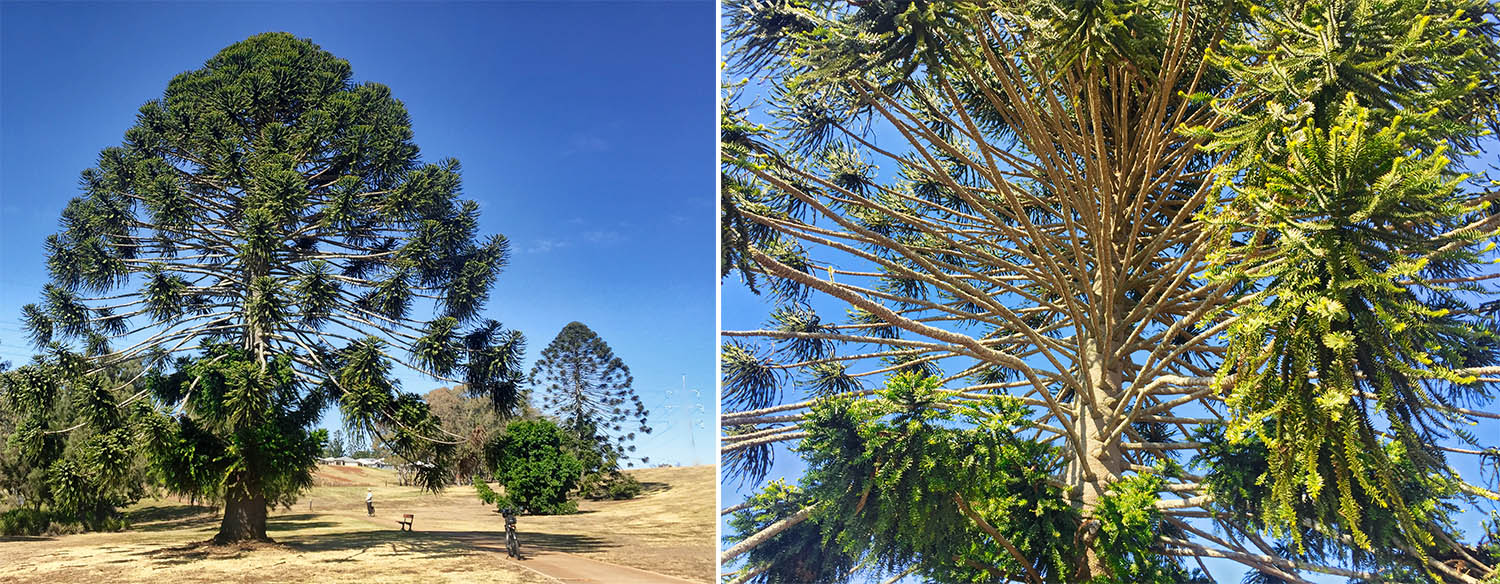 2019_08_16_bunya_cc.jpg