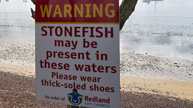 2020-01-03-stonefish-750.jpg