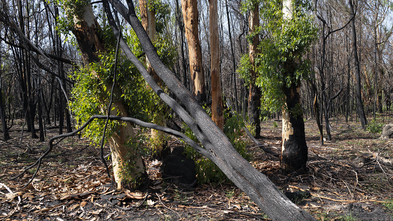 2020-01-07-cooroibah-bb.jpg