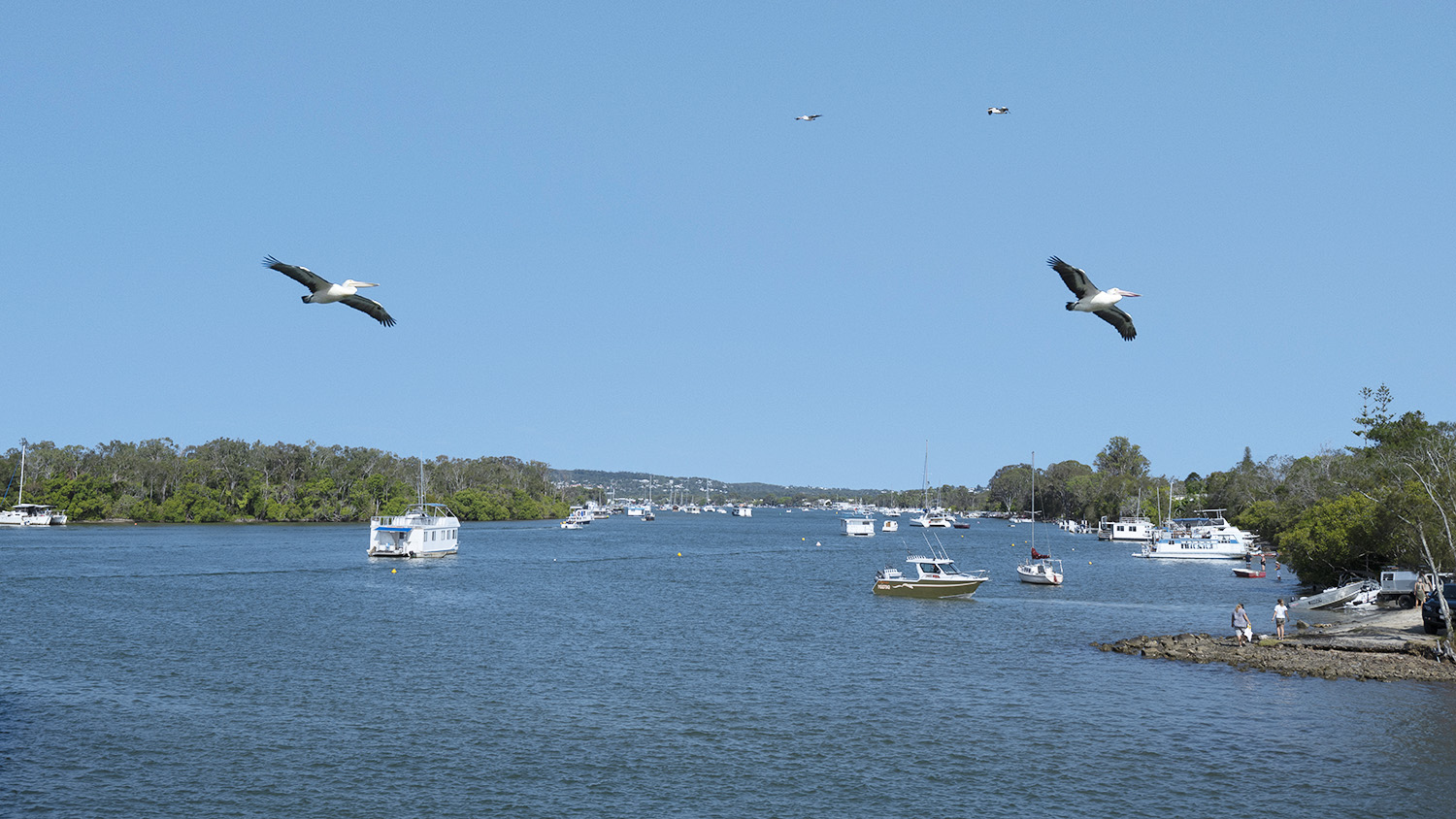 Pelicans over the Noosa River, Tewantin