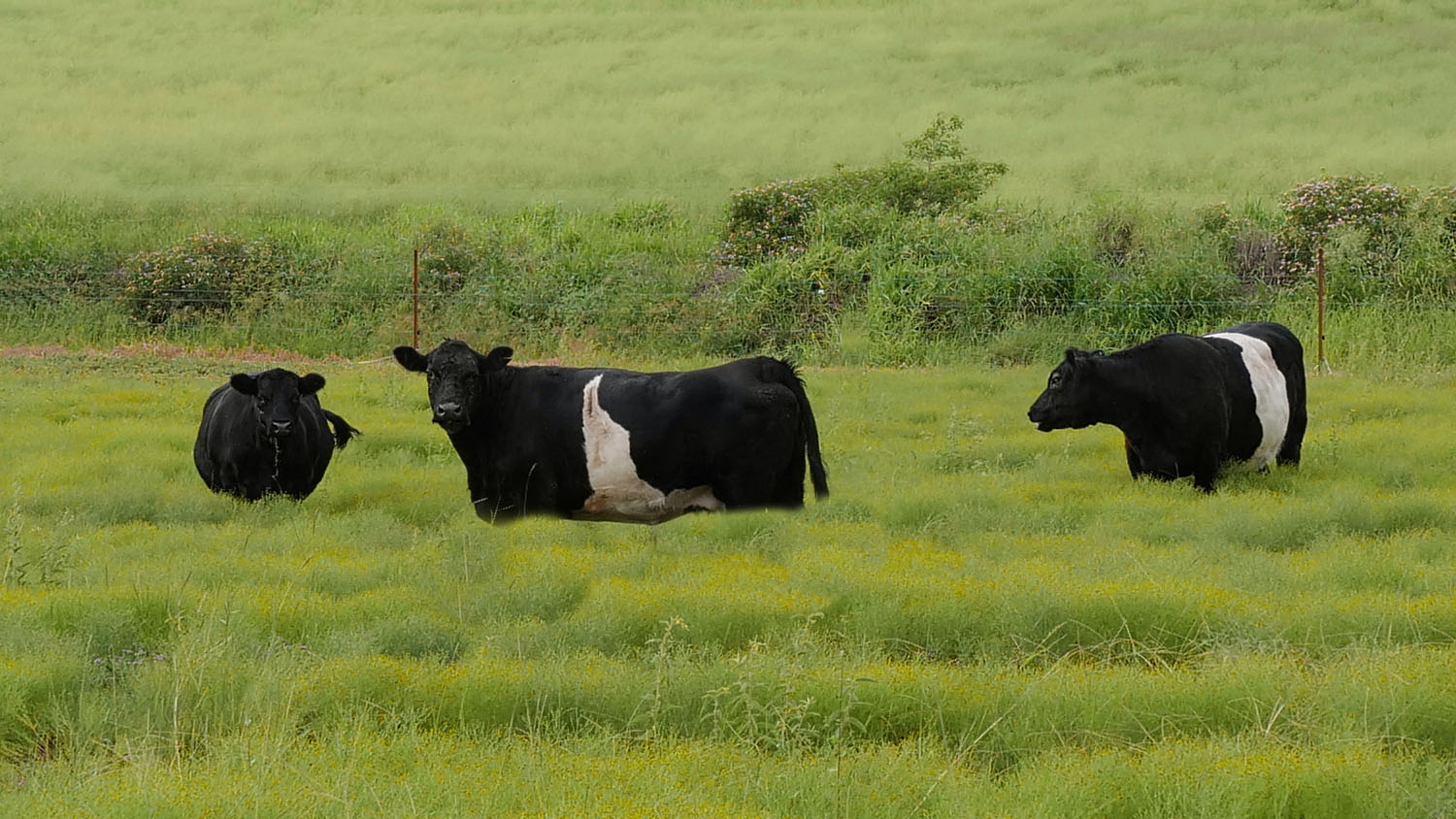 2020-03-03-legless-cows.jpg