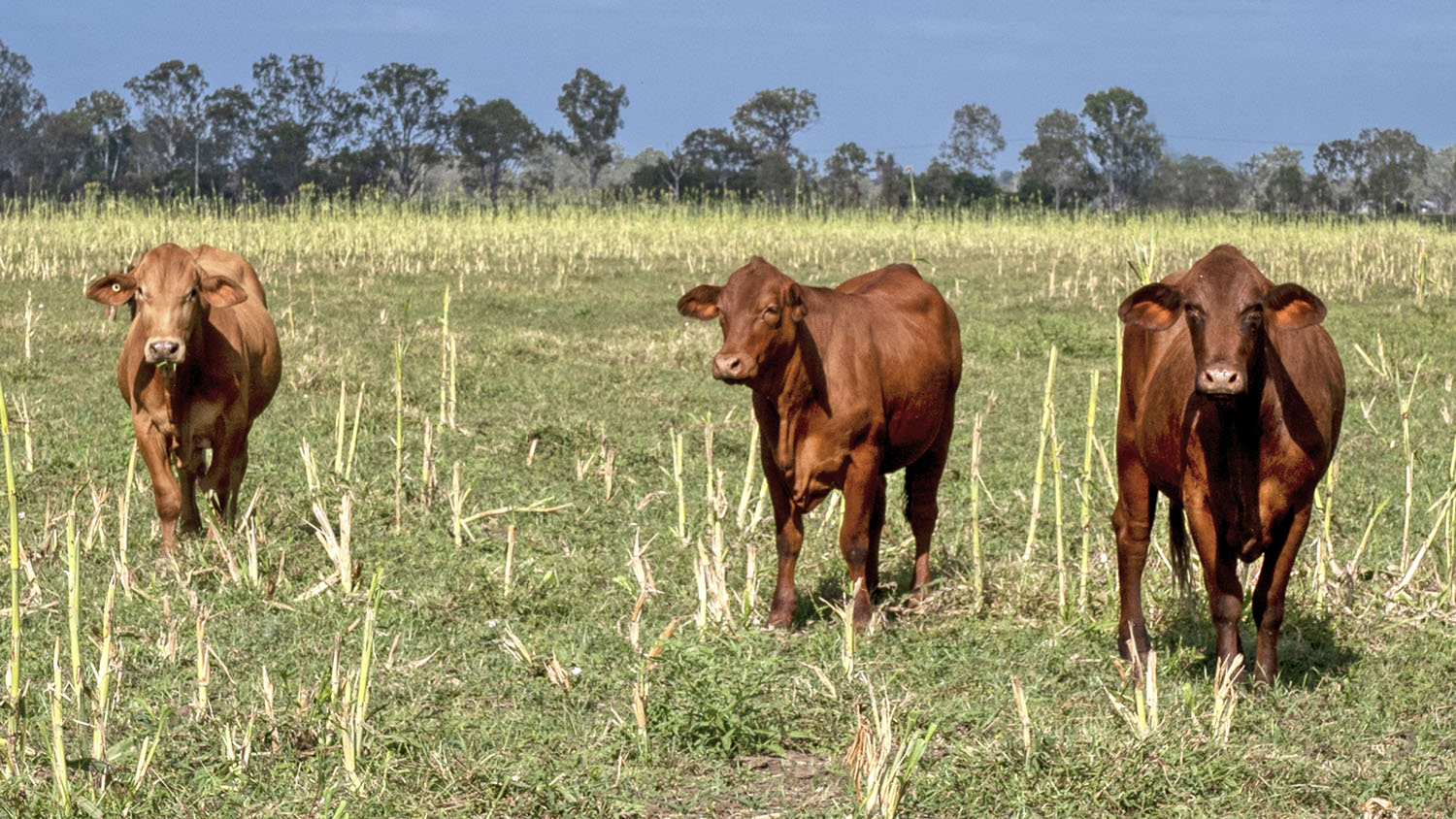 2020-03-22-cows-ebr.jpg