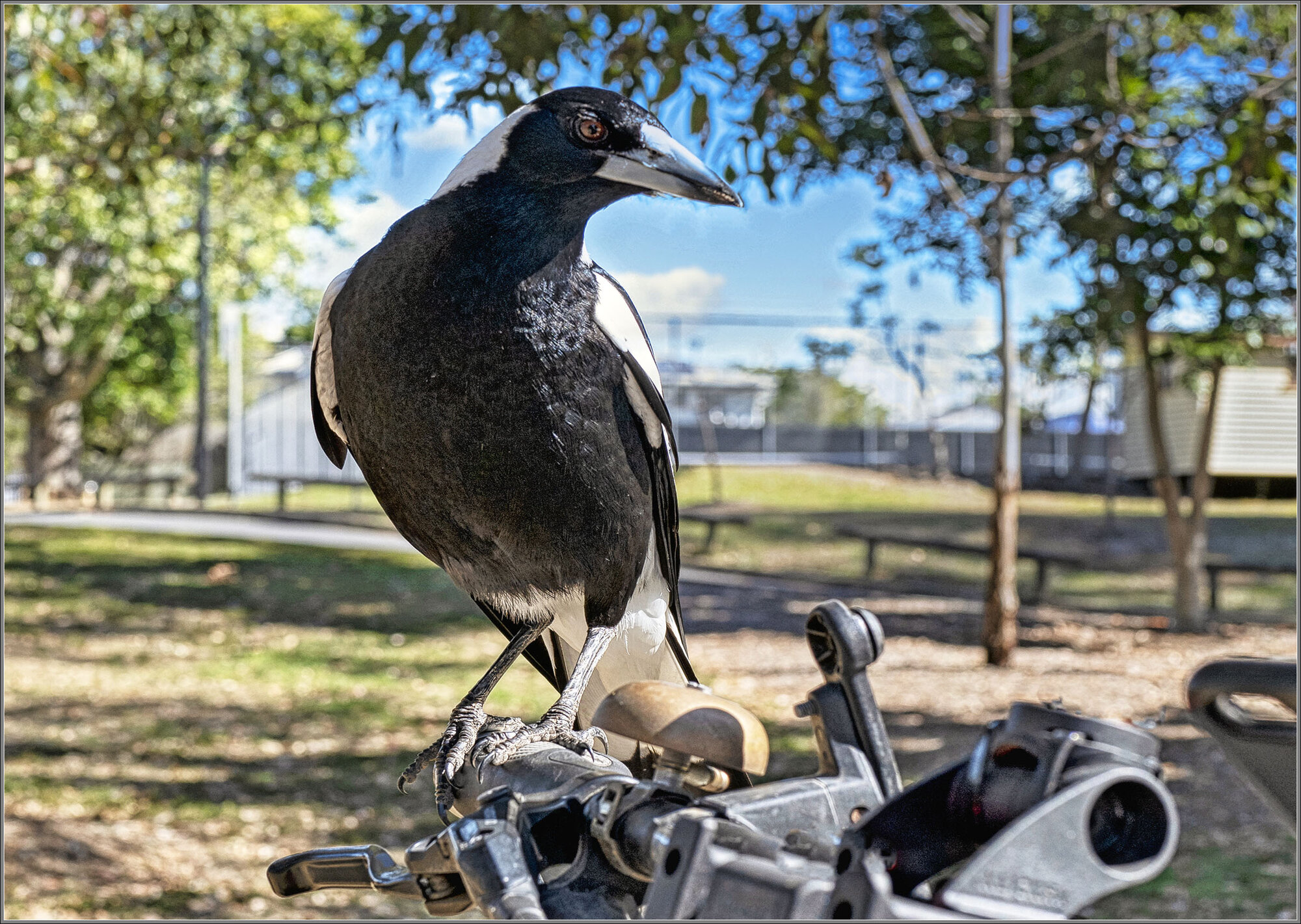 Australian Magpie