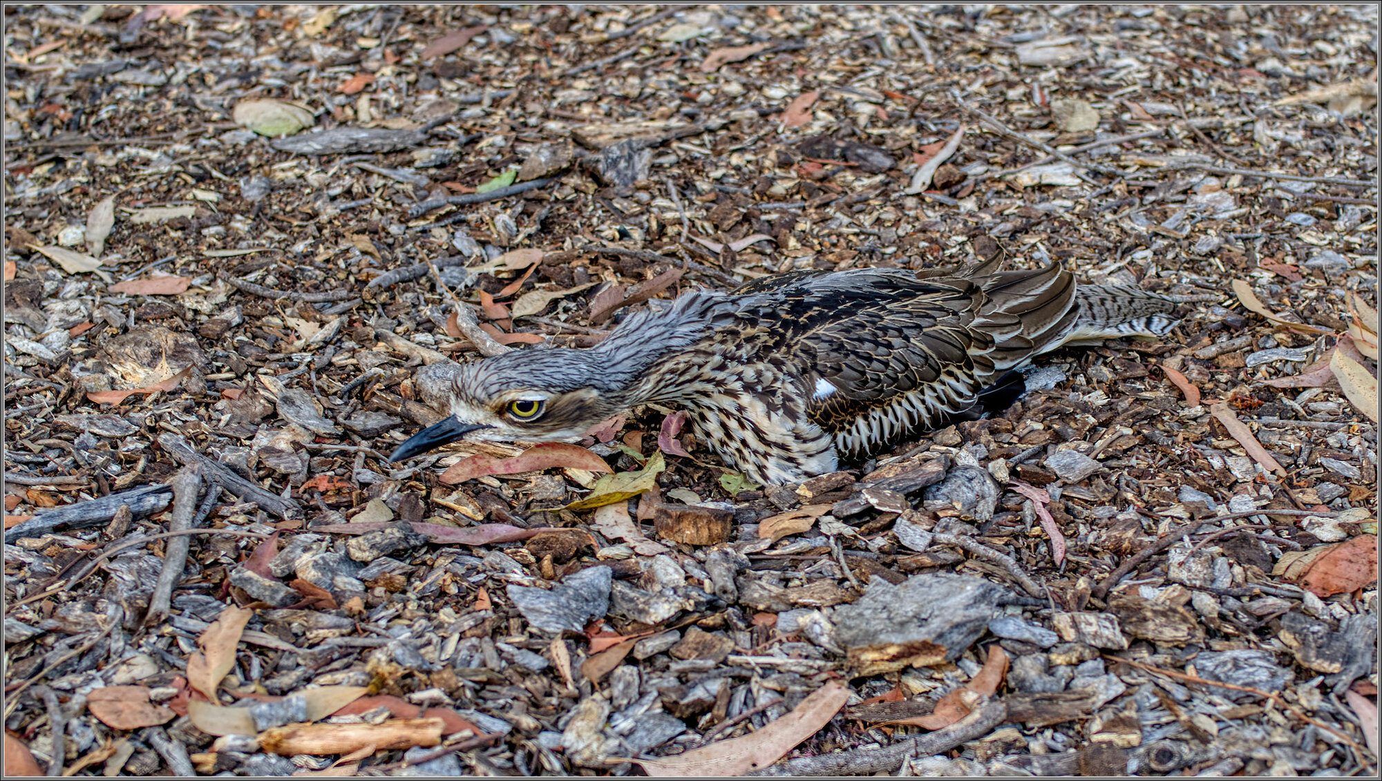 Australian bush stone-curlew