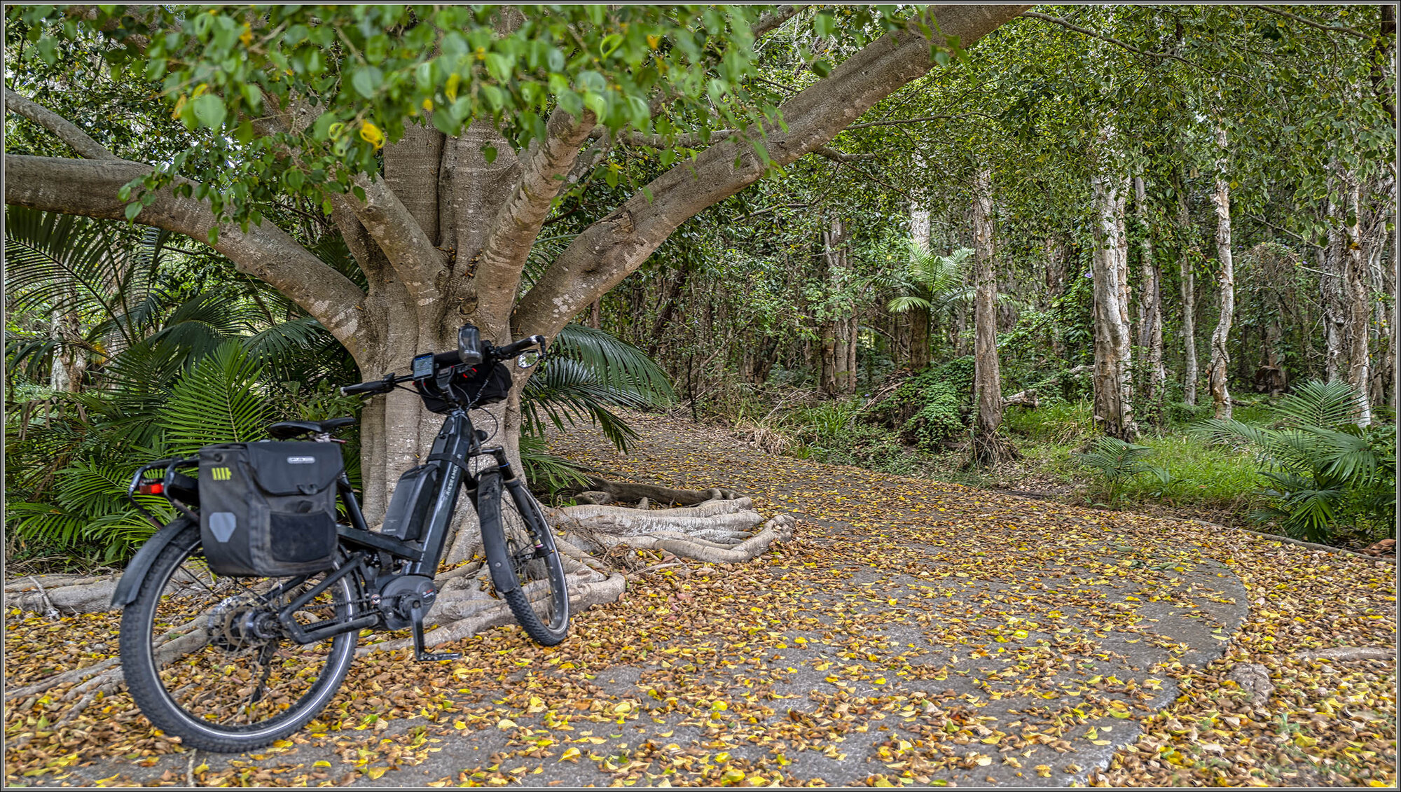 Moreton Bay Fig, Murrumba Downs