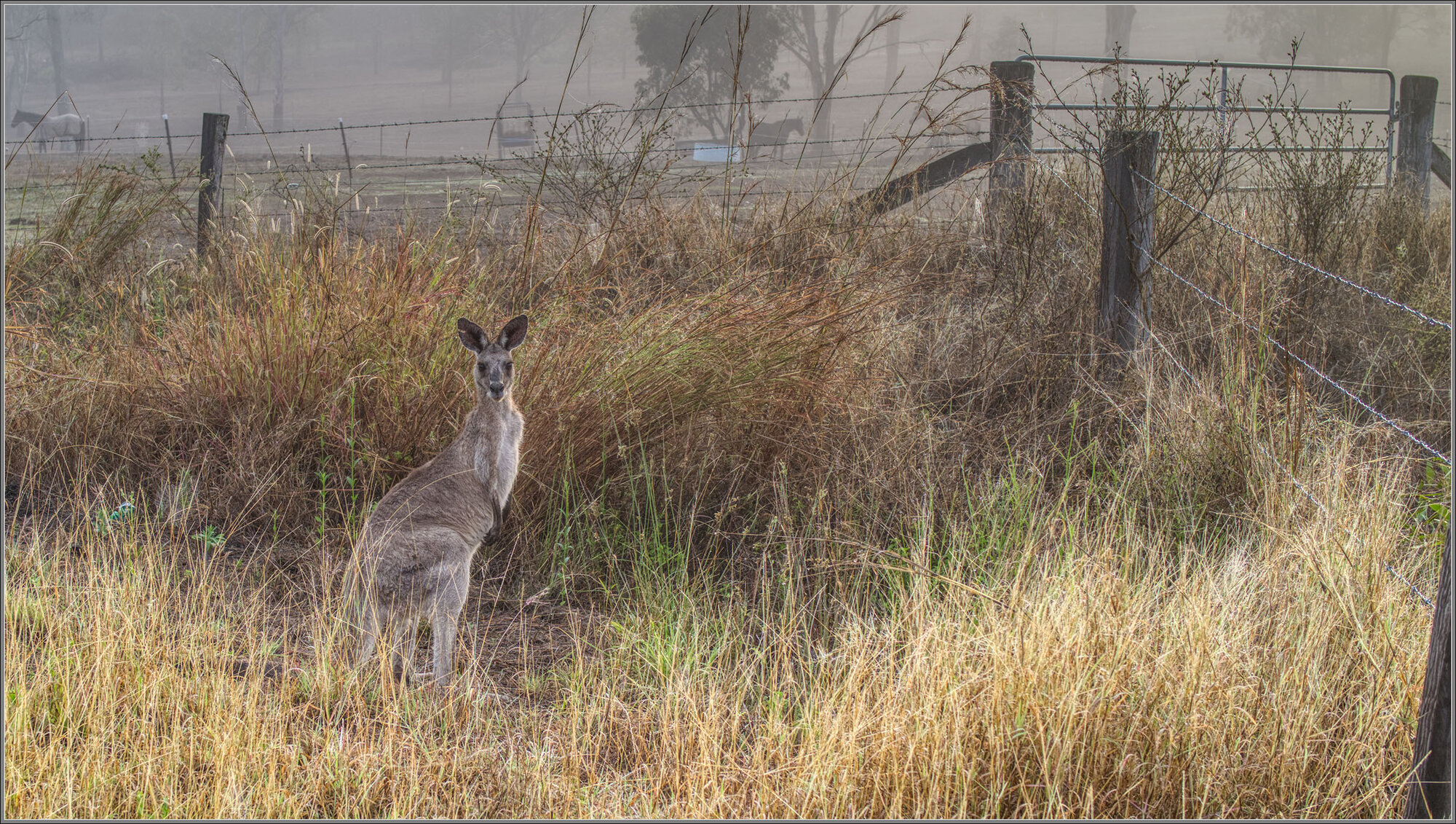 Eastern Grey Kangaroo : Wanora, Queensland