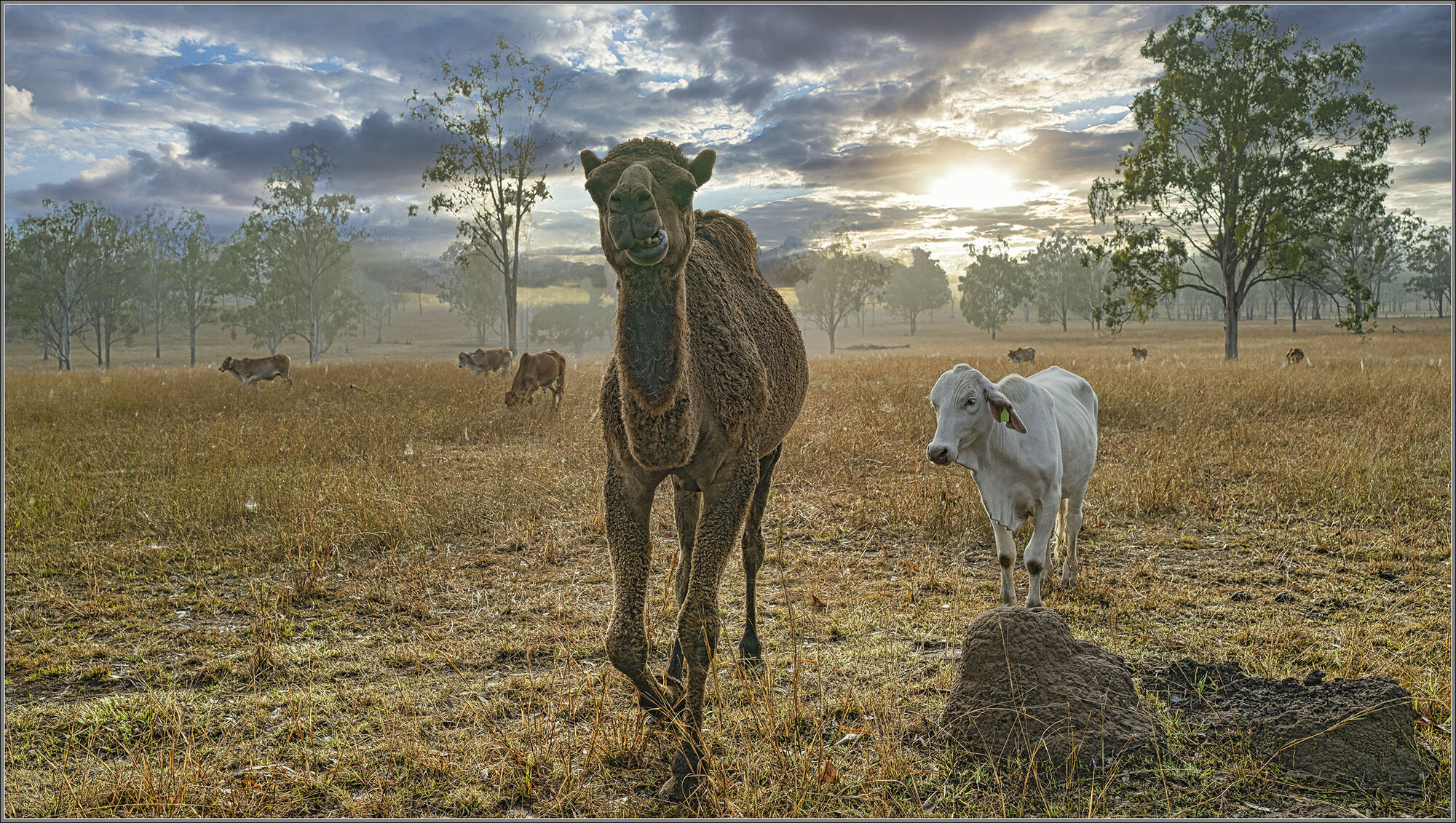 Wanora, Queensland, Australia