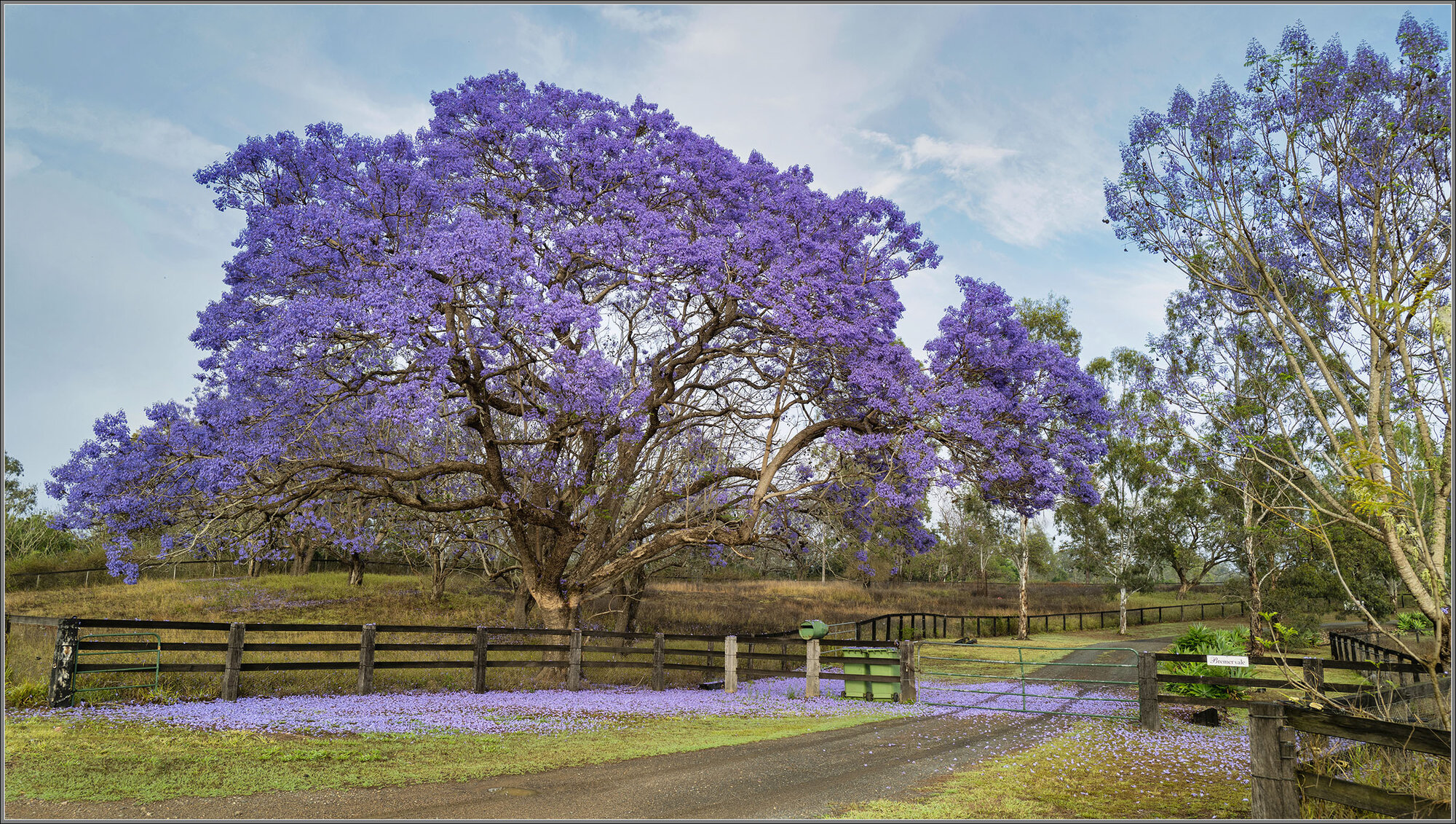 Jacarandas : Bremervale Arabian Stud : Borallon, Queensland