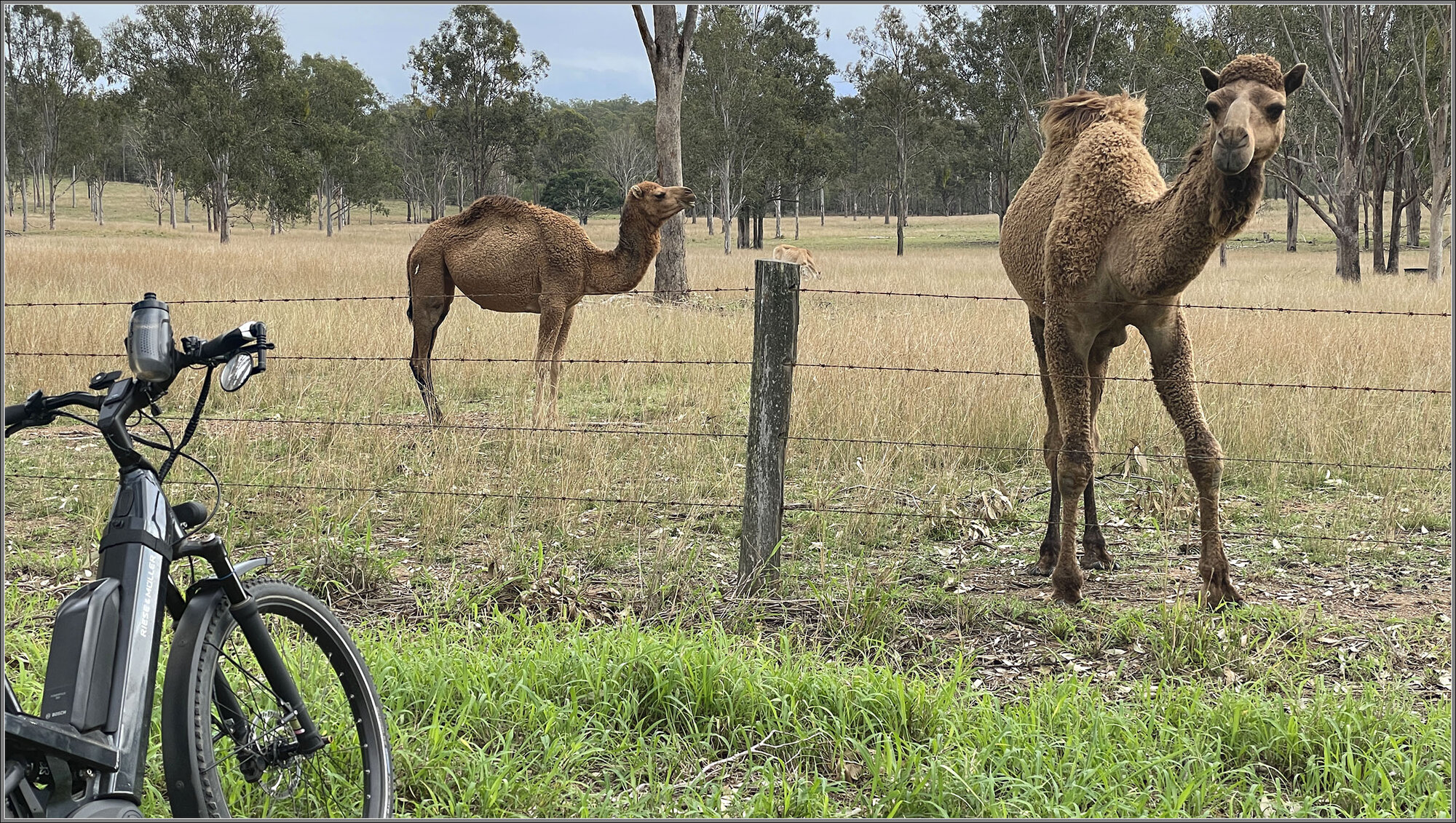 Leschkes Road, Wanora, Queensland