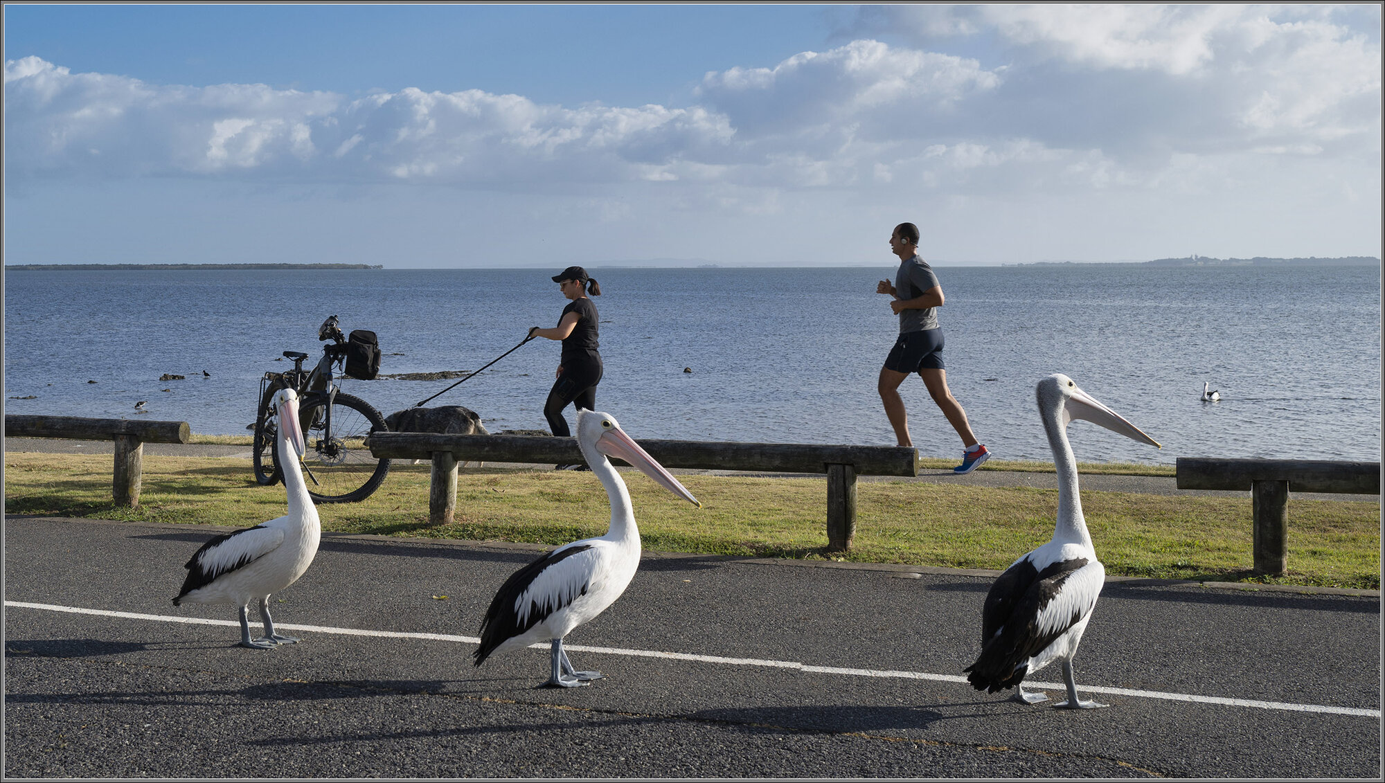 Pelicans, Wynnum, Moreton Bay, Brisbane