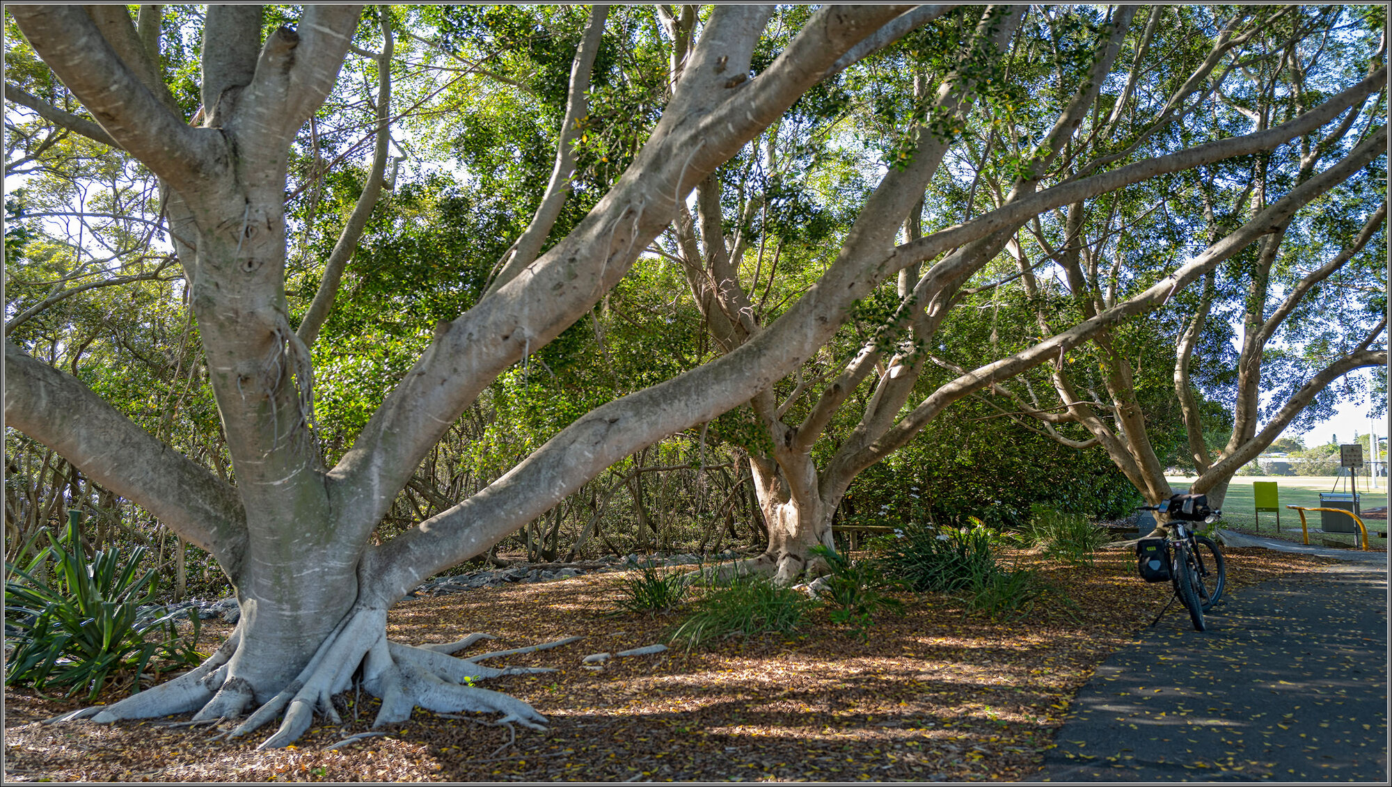 Moreton Bay Cycleway : Elenora Park : Wynnum