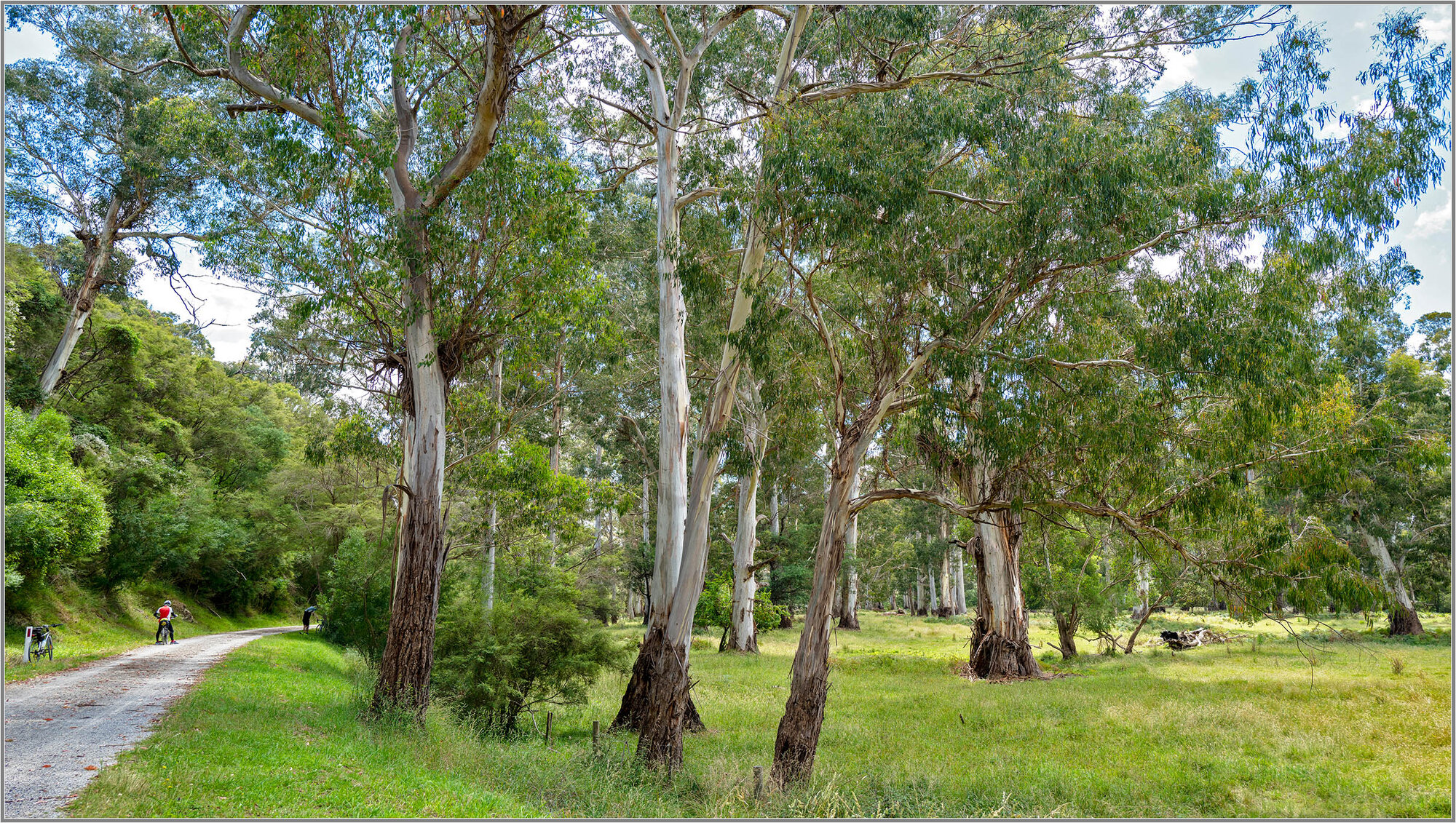 Lilydale to Warburton Rail Trail