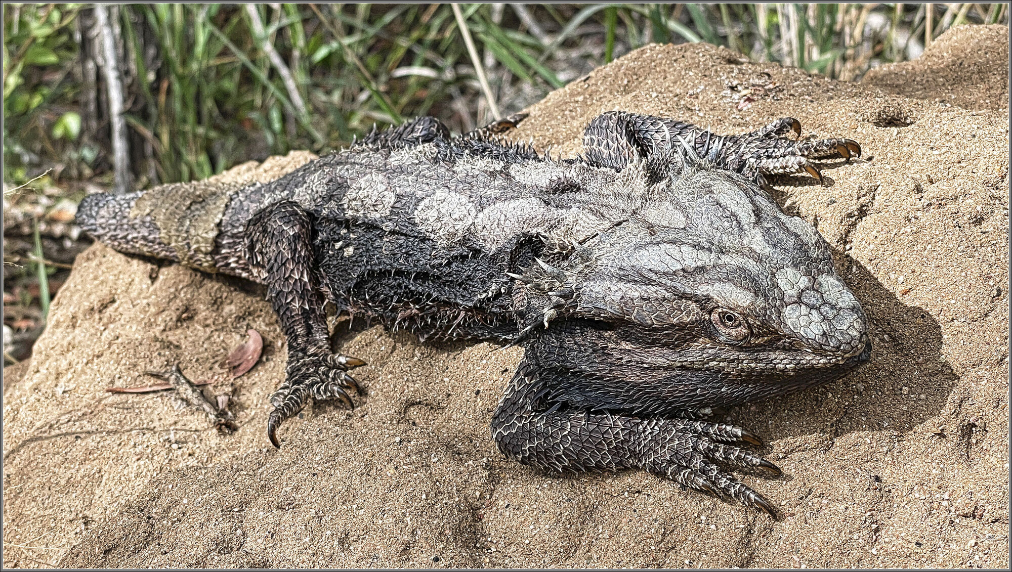 Common Eastern Bearded Dragon : Pogona barbata