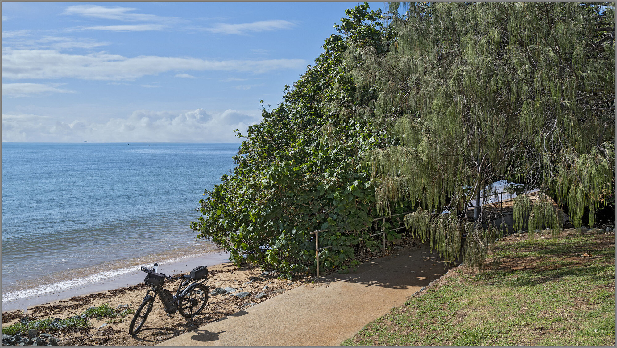 Tunnel Tree, Redcliffe