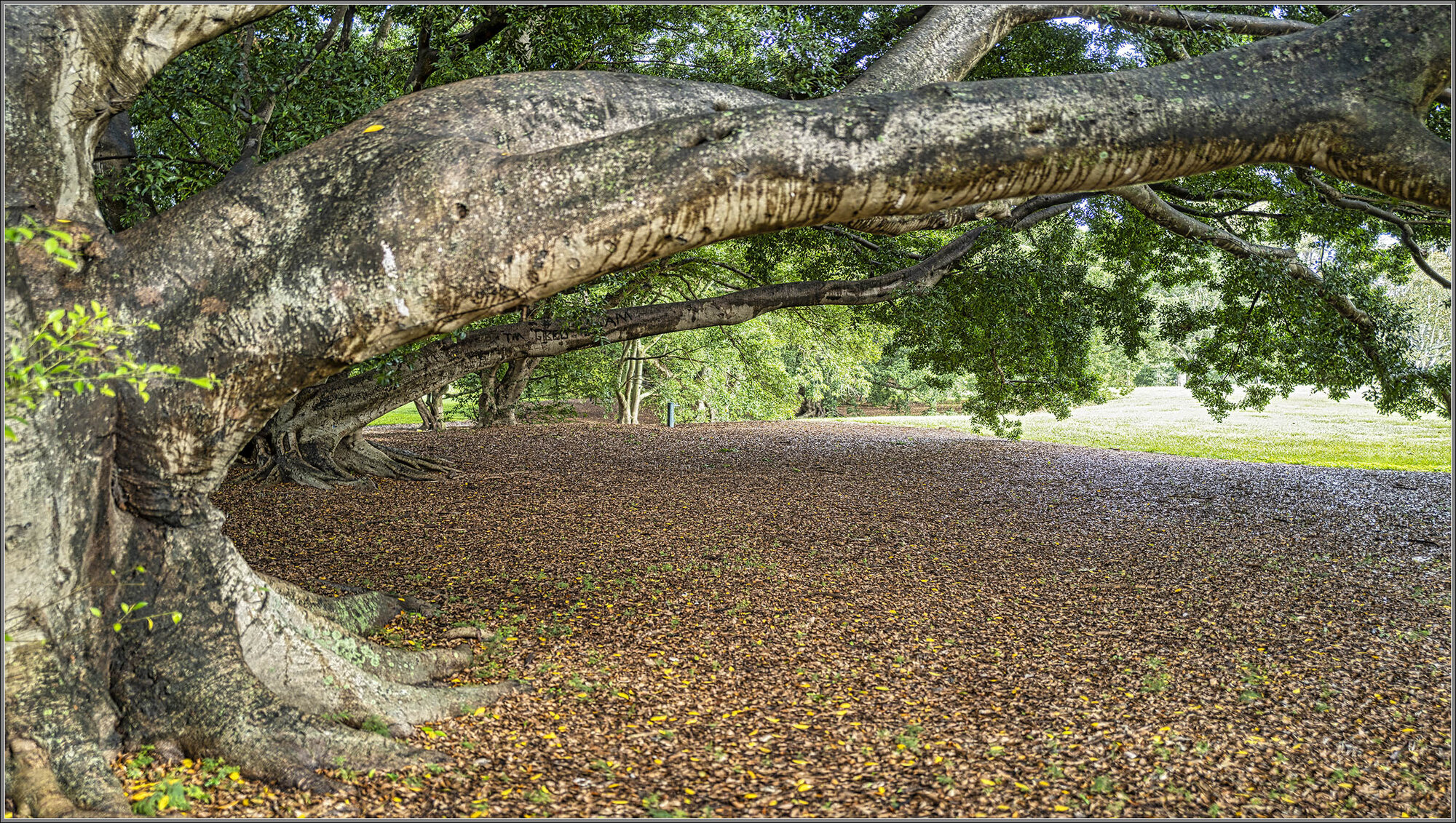 Moreton Bay Fig : Ficus macrophylla