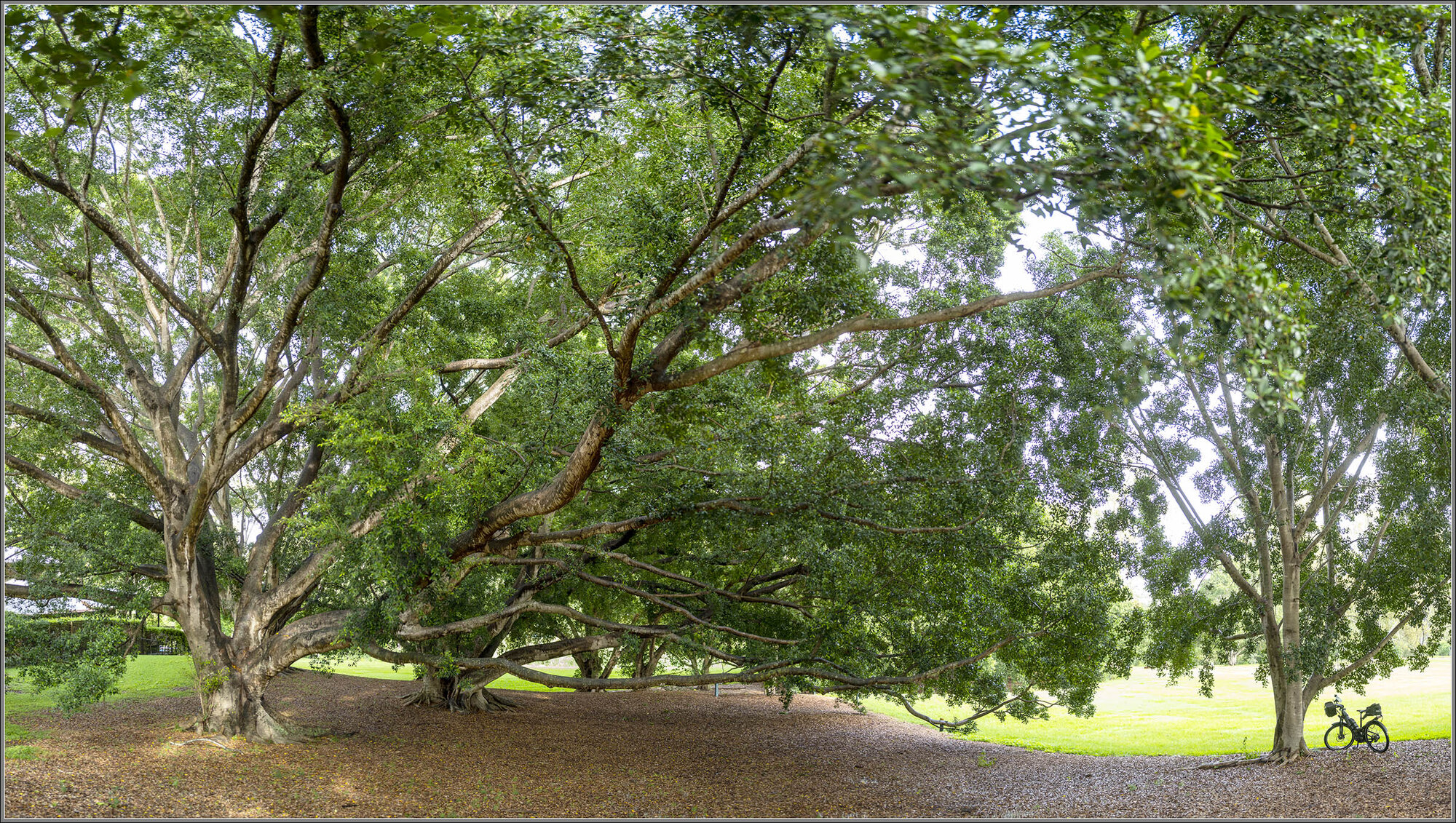 Moreton Bay Fig : Ficus macrophylla