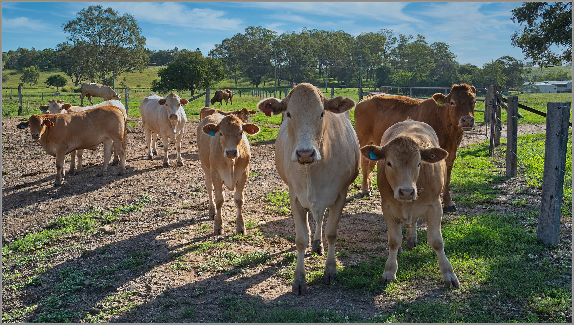 Friends from Fernvale Farm