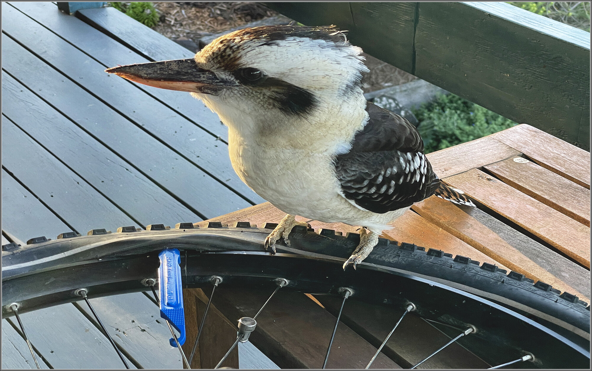 Laughing Kookaburra