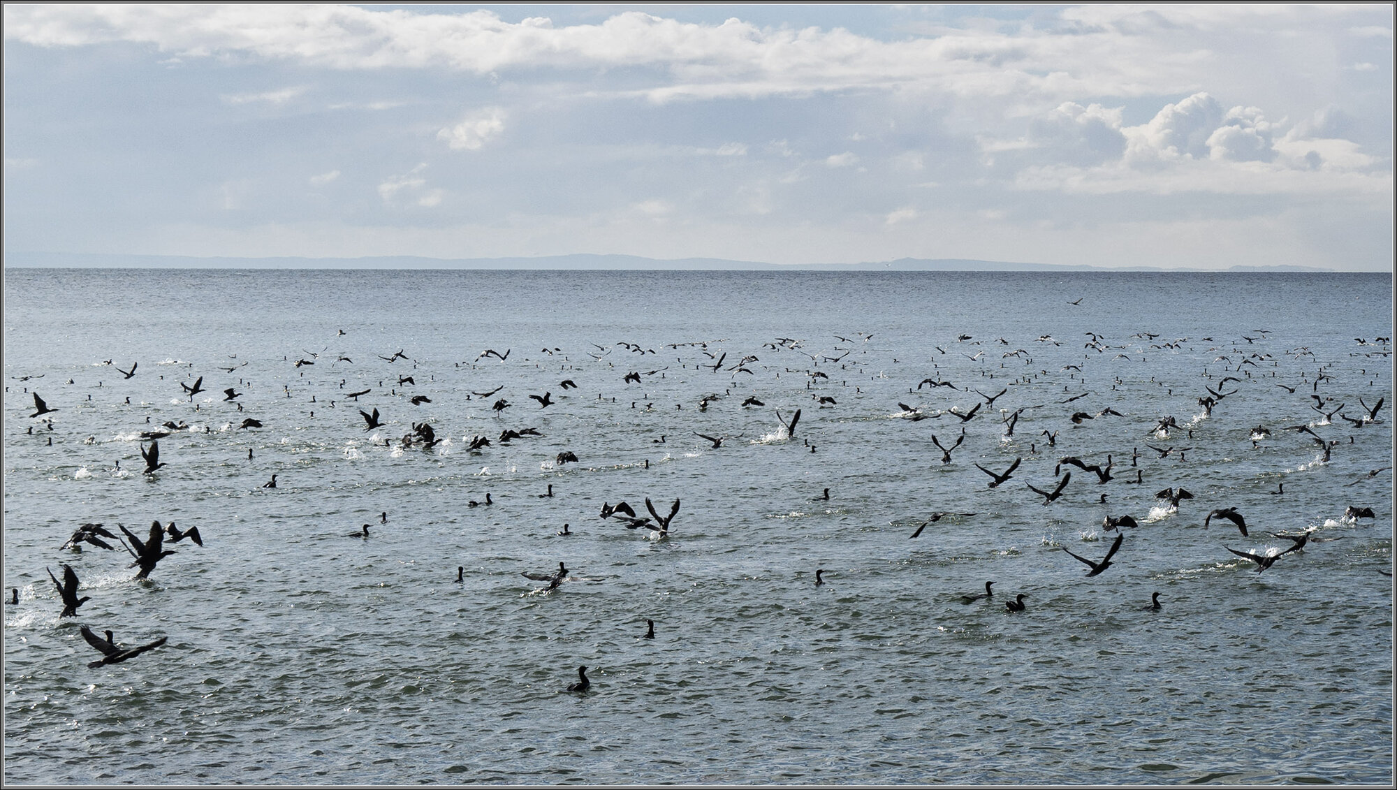 Little Black Cormorants