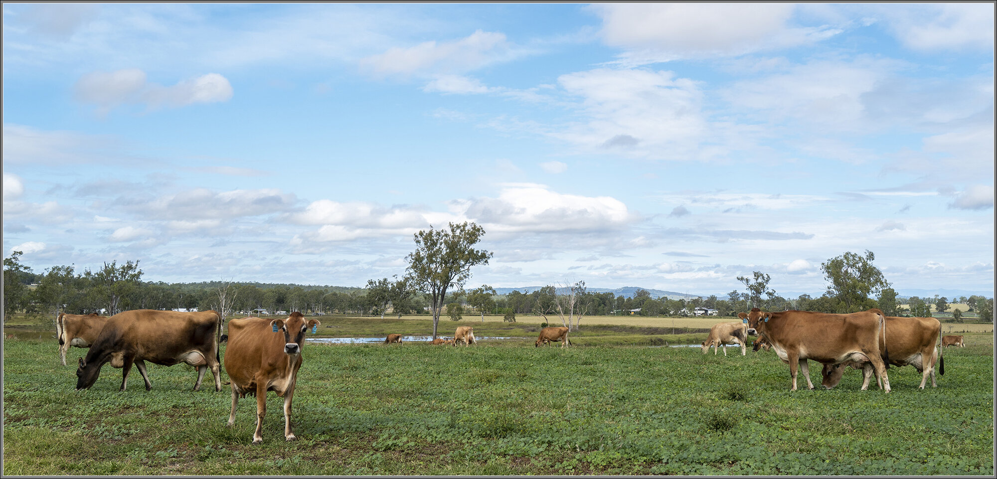 Clarendon Dairy Farm