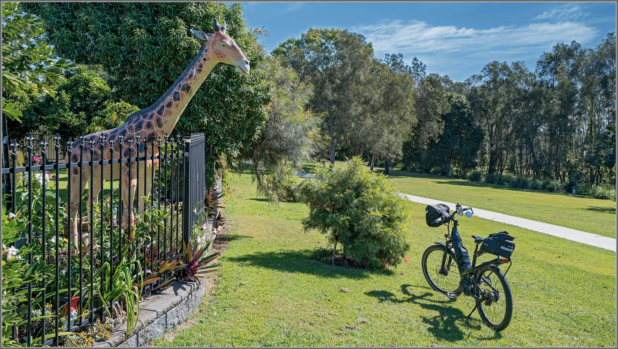 Giraffe beside the Moreton Bay Cycleway, Rothwell