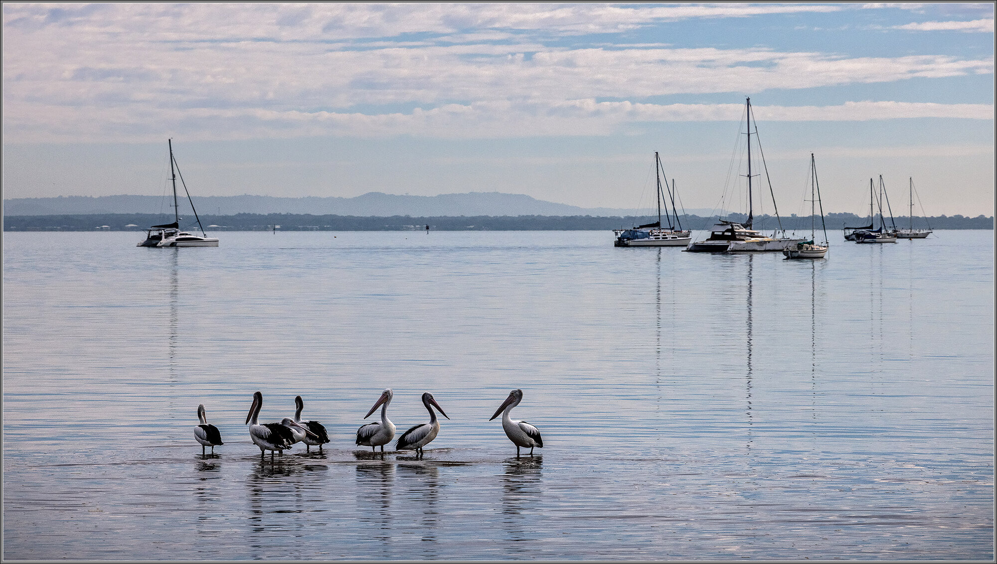 Pelicans : Deception Bay