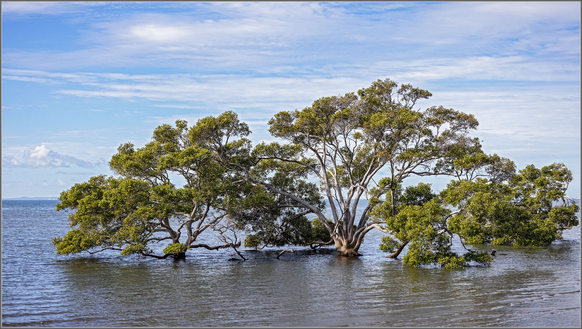 Mangroves at Nudgee Beach, Moreton Bay