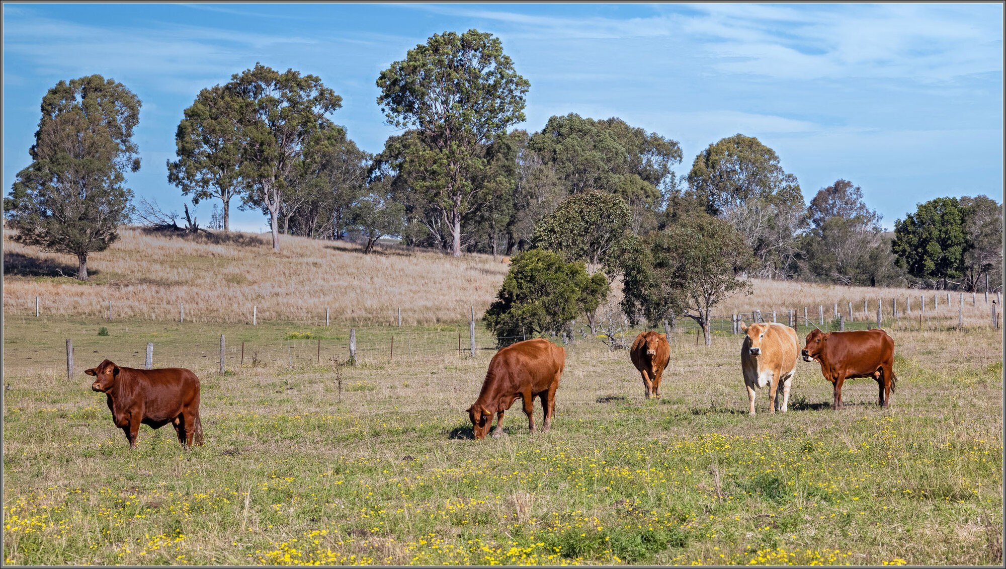 Dairy herd, near Ipswich, Queensland