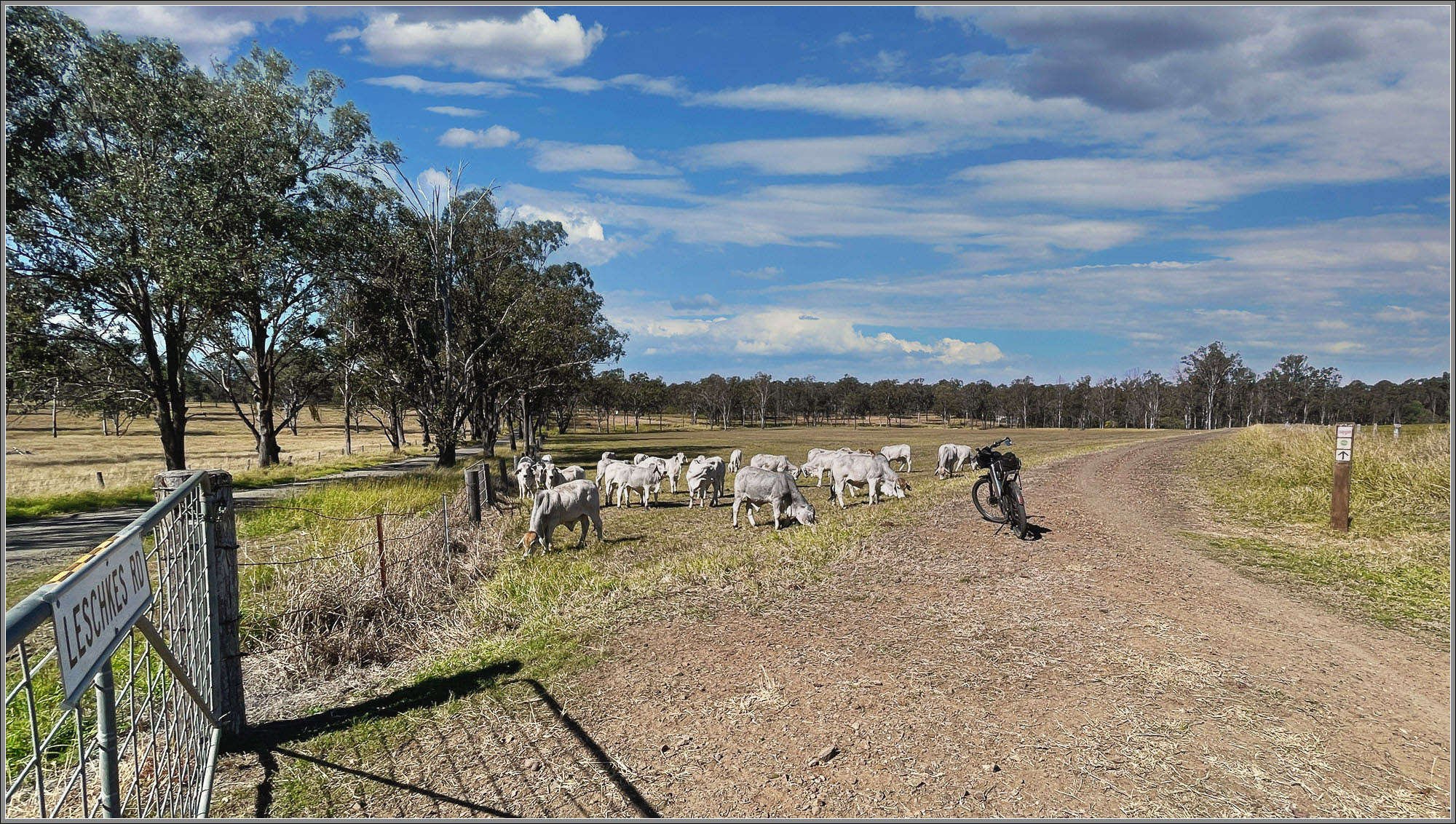 Brahmans on the Brisbane Valley Rail Trail, Wanora