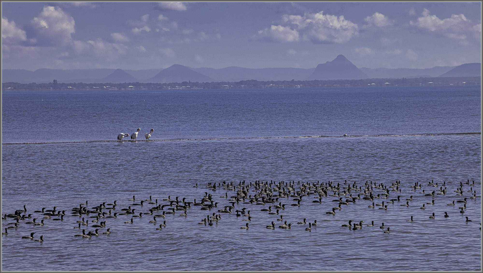 Little Black Cormorants, Moreton Bay