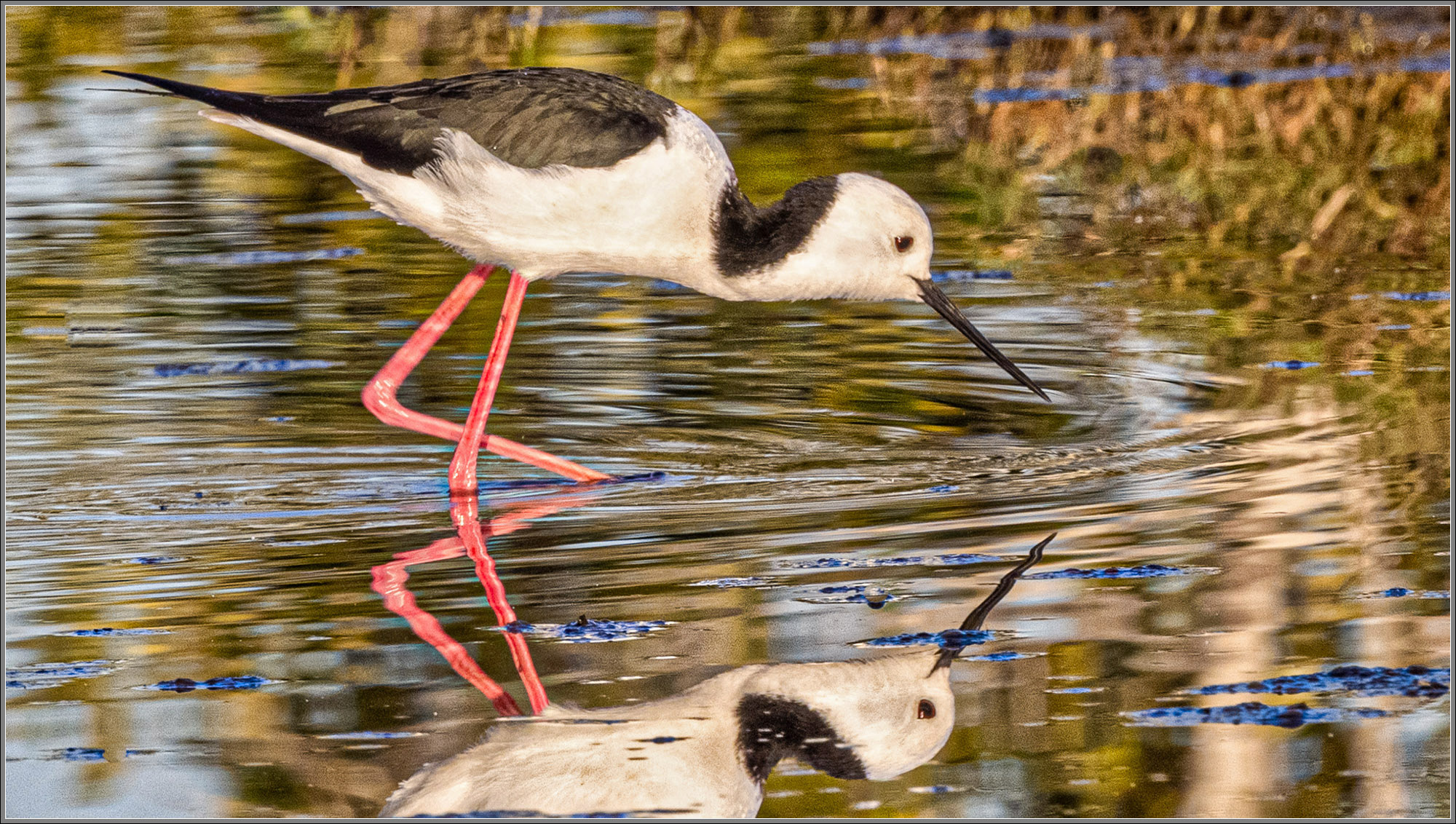 Black-winged Stilt