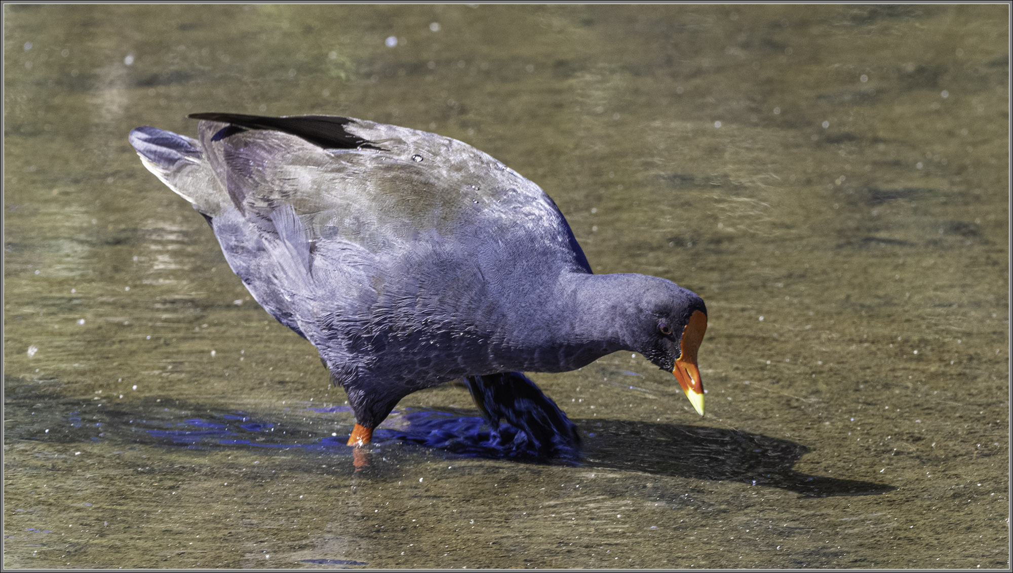 Dusky Moorhen