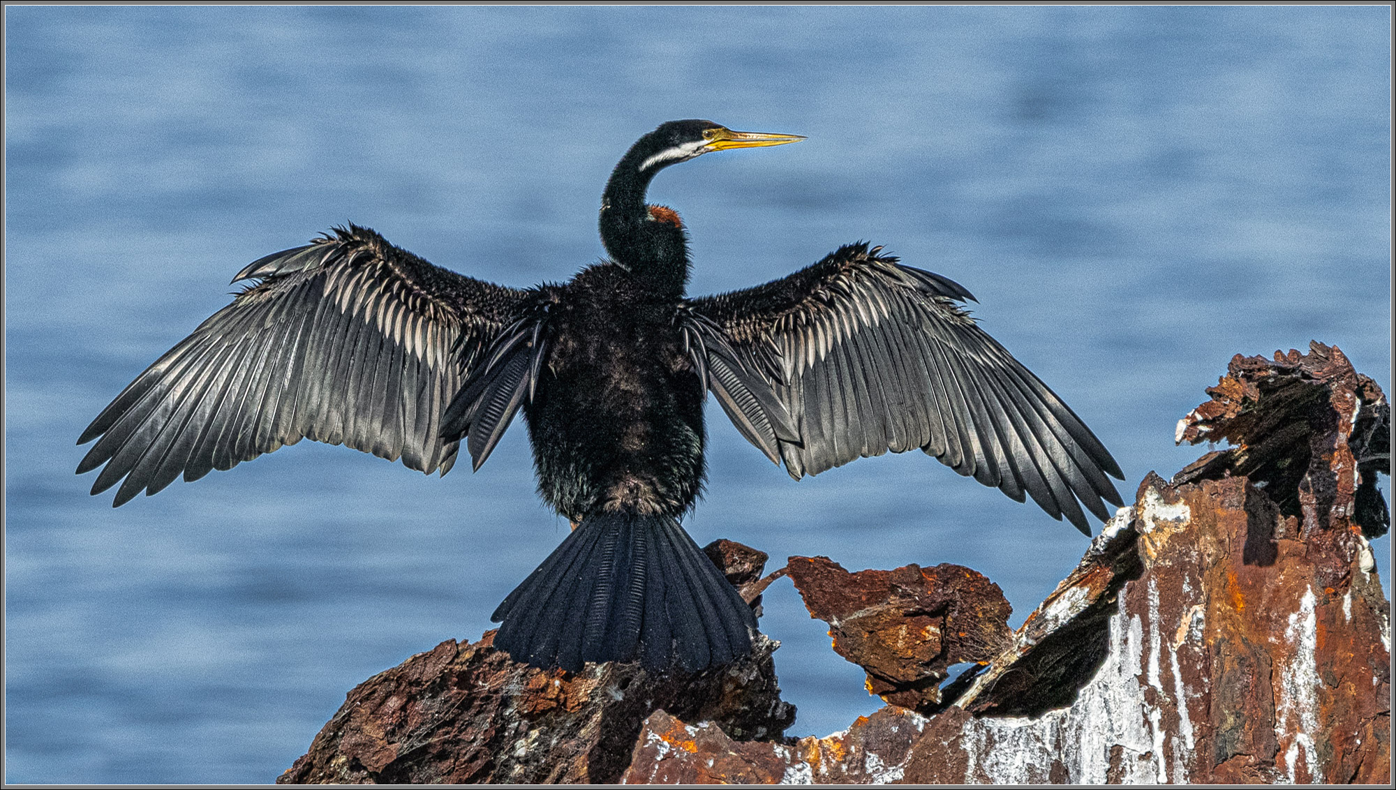 Australasian Darter