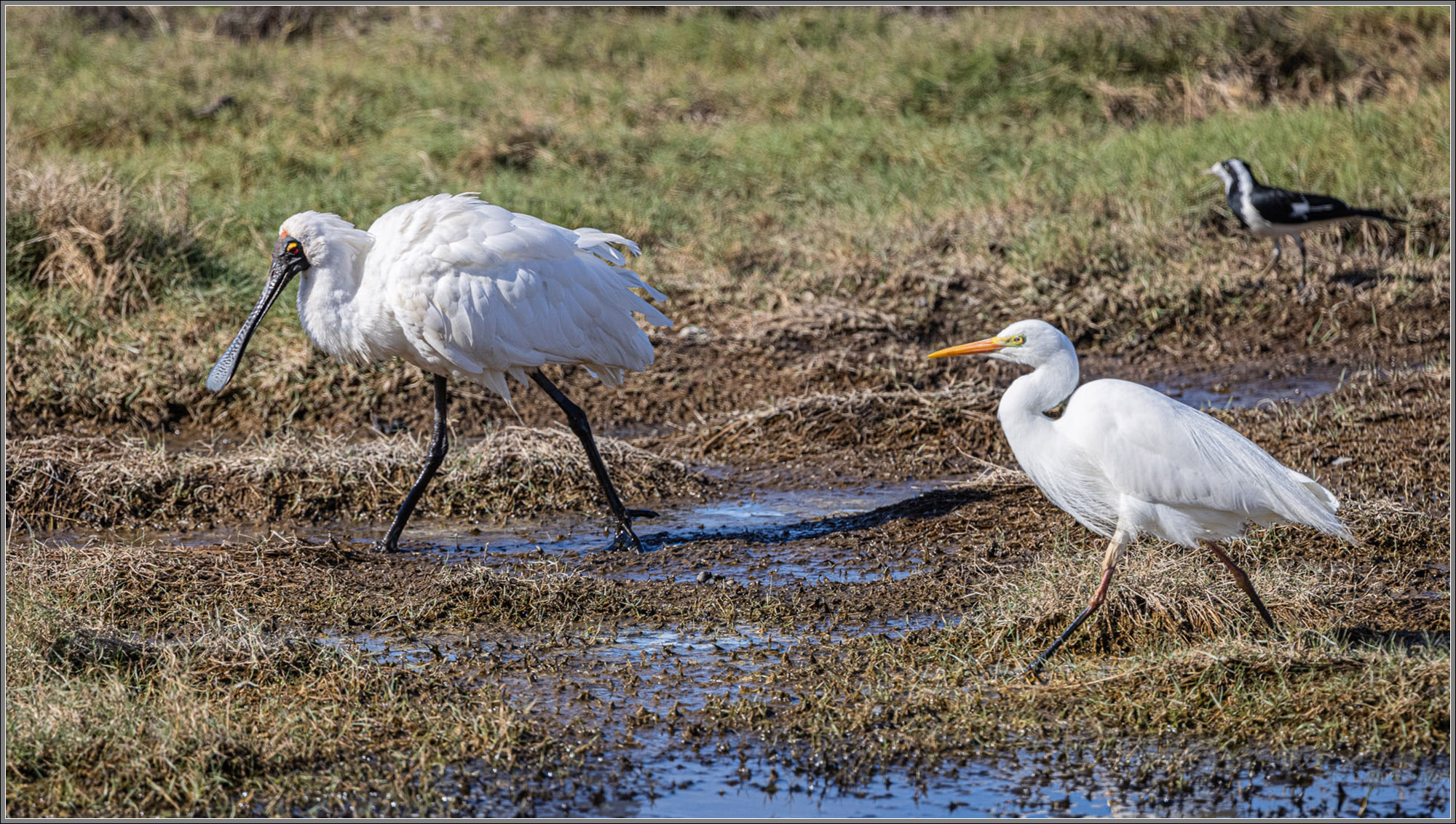 Royal Spoonbill, Intermediate Egret, Magpie-lark