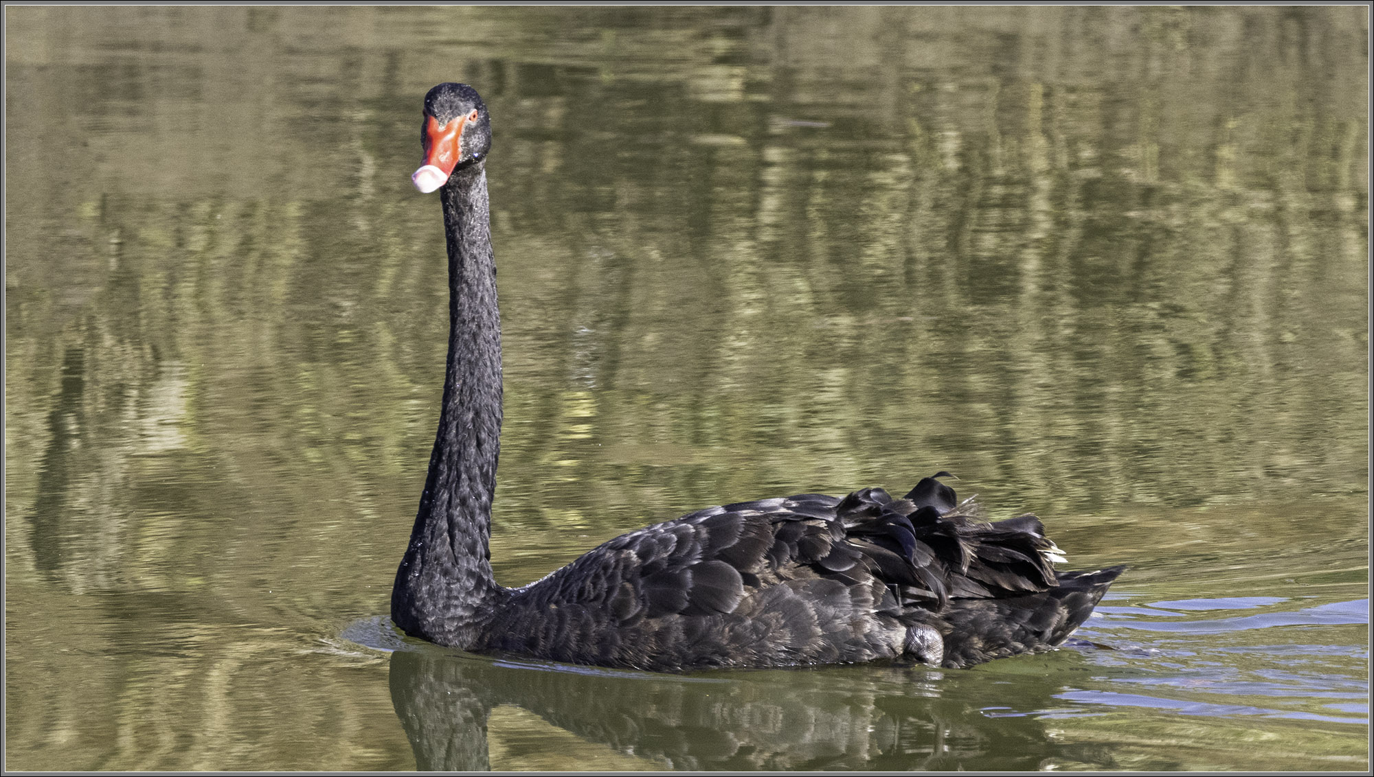 Black Swan, Cygnus atratus