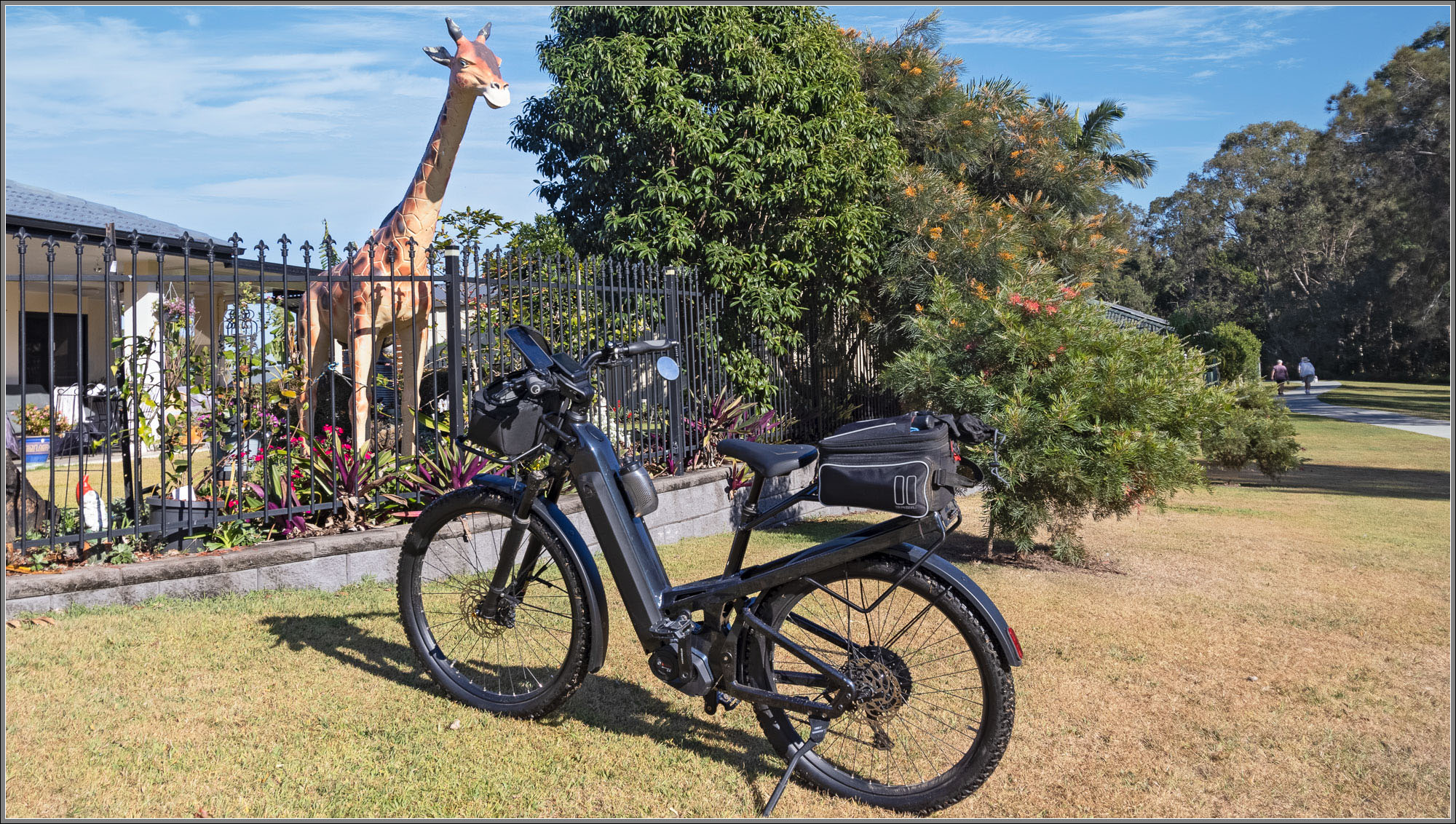 Giraffe beside Moreton Bay Cycleway, Rothwell