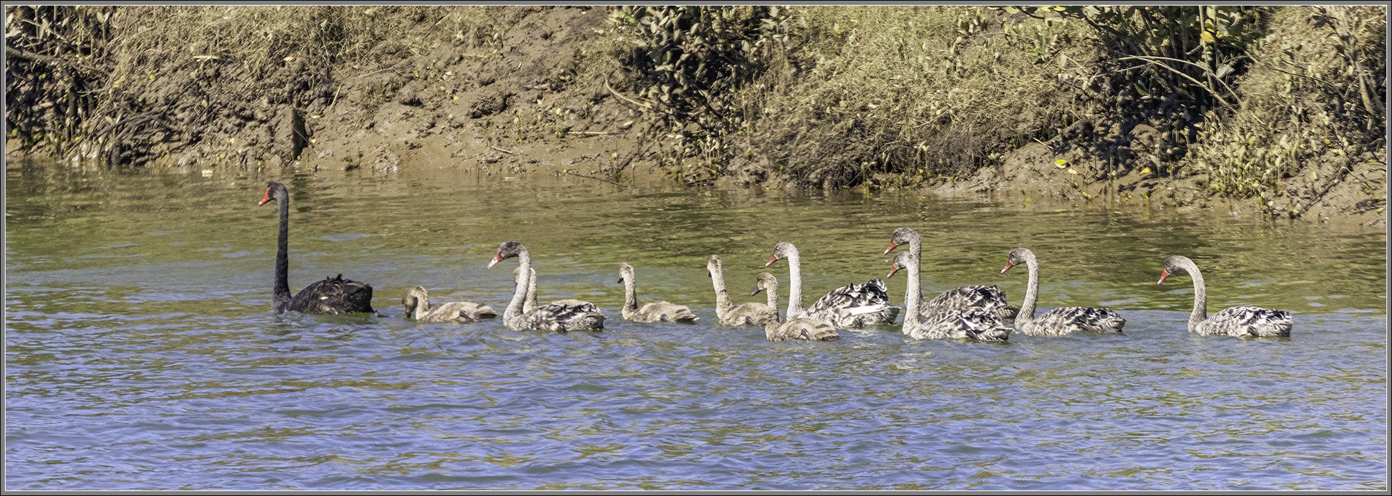 Black Swan & Cygnets