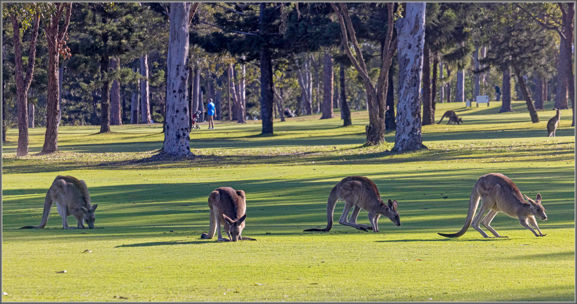 Gailes Golf Club, Brisbane