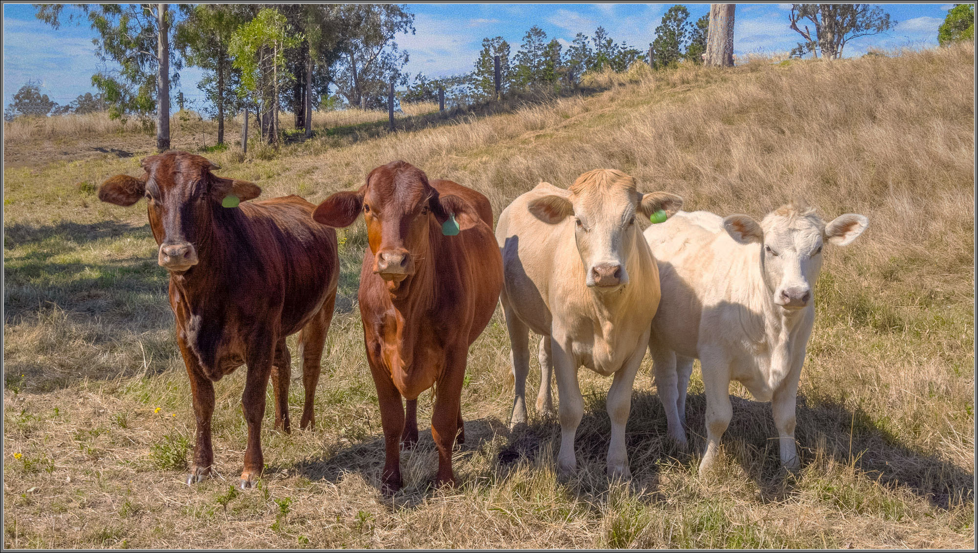 Pine Mountain Cattle Property