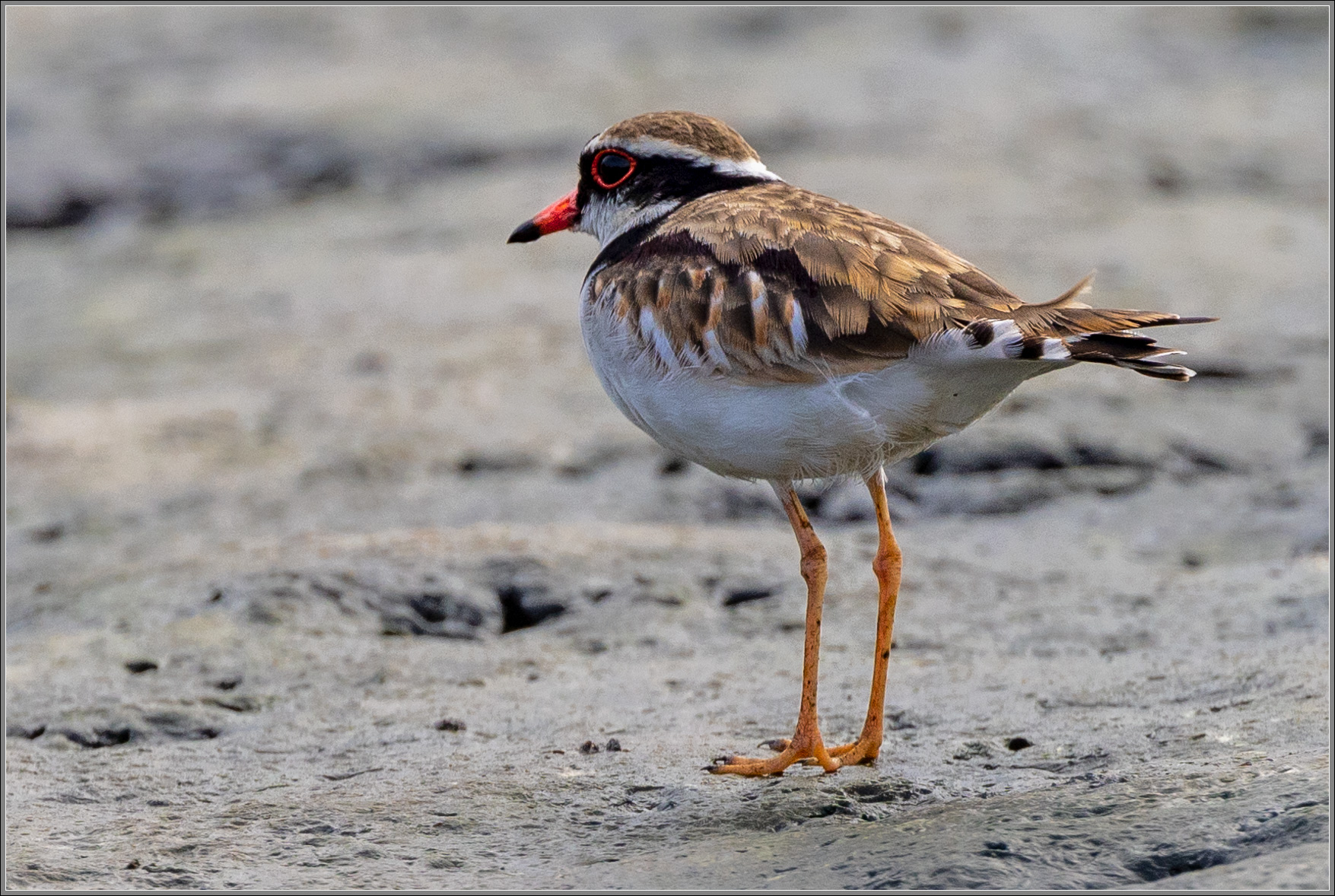 Black-fronted Dotterel